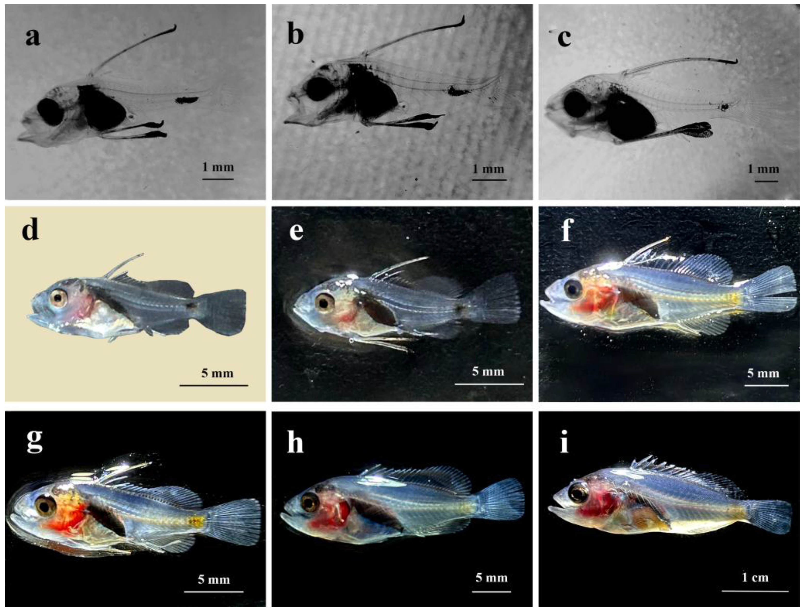 Preprints 182608 g004