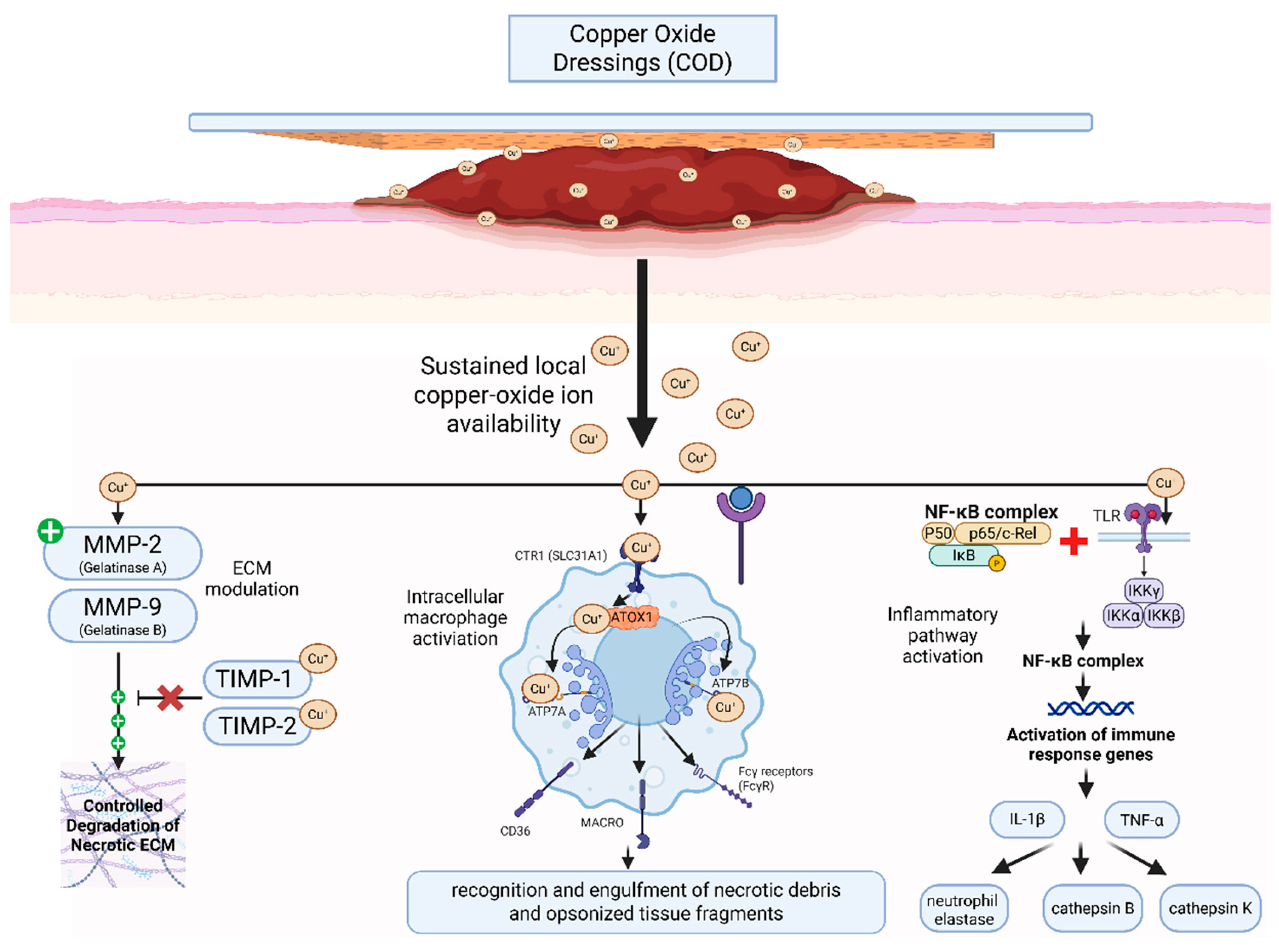 Preprints 197838 g006