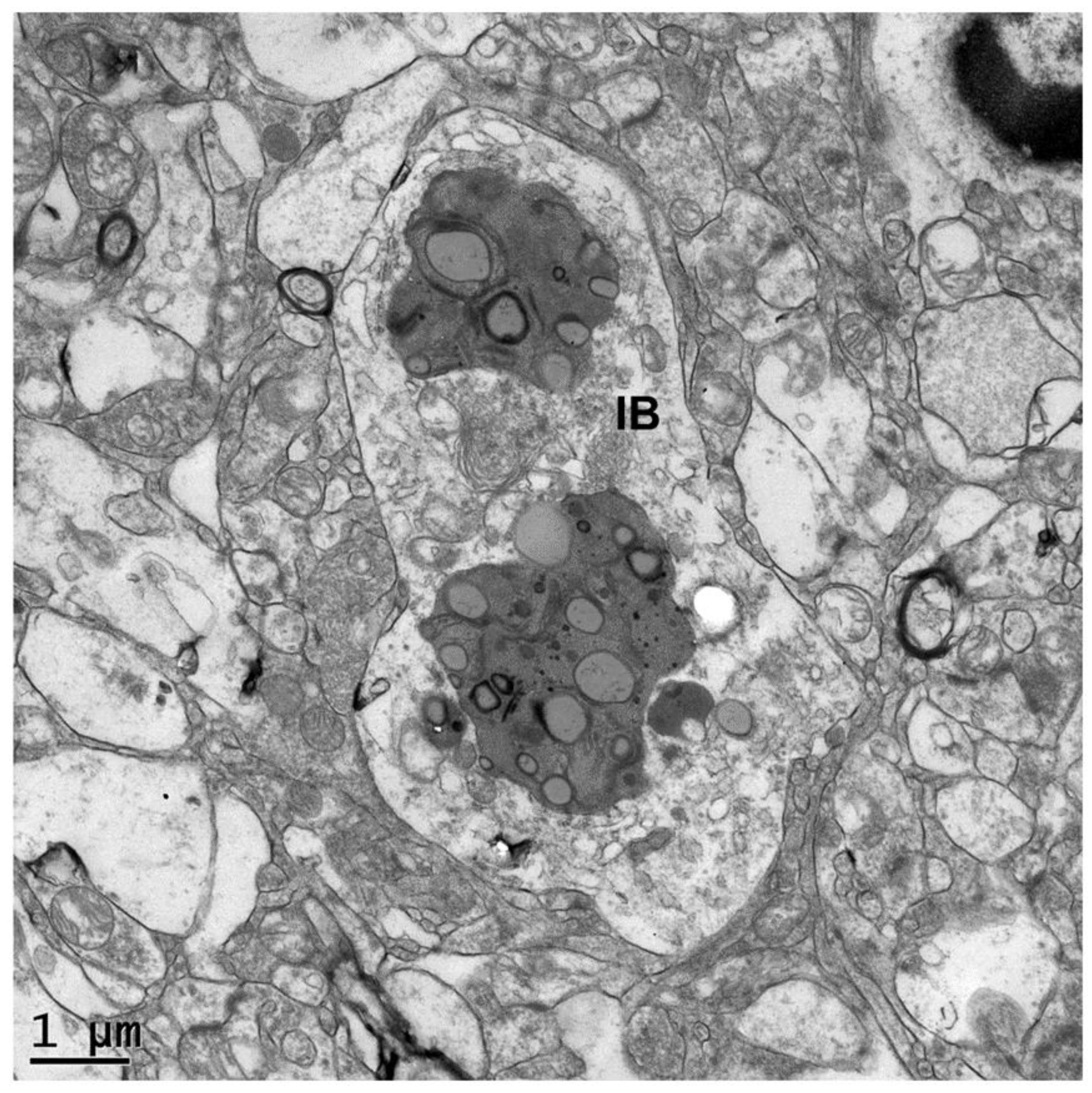 Preprints 148262 g003