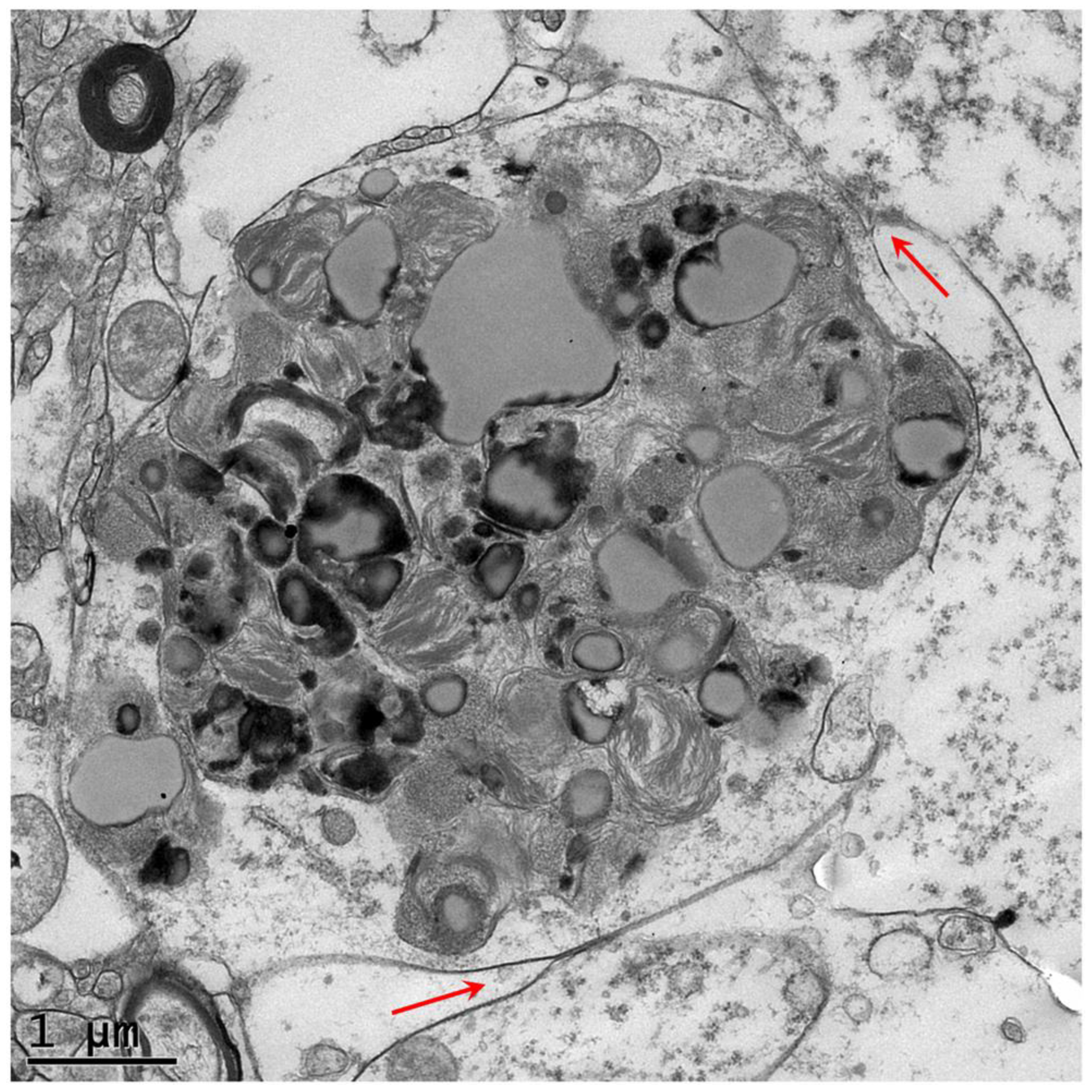 Preprints 148262 g004