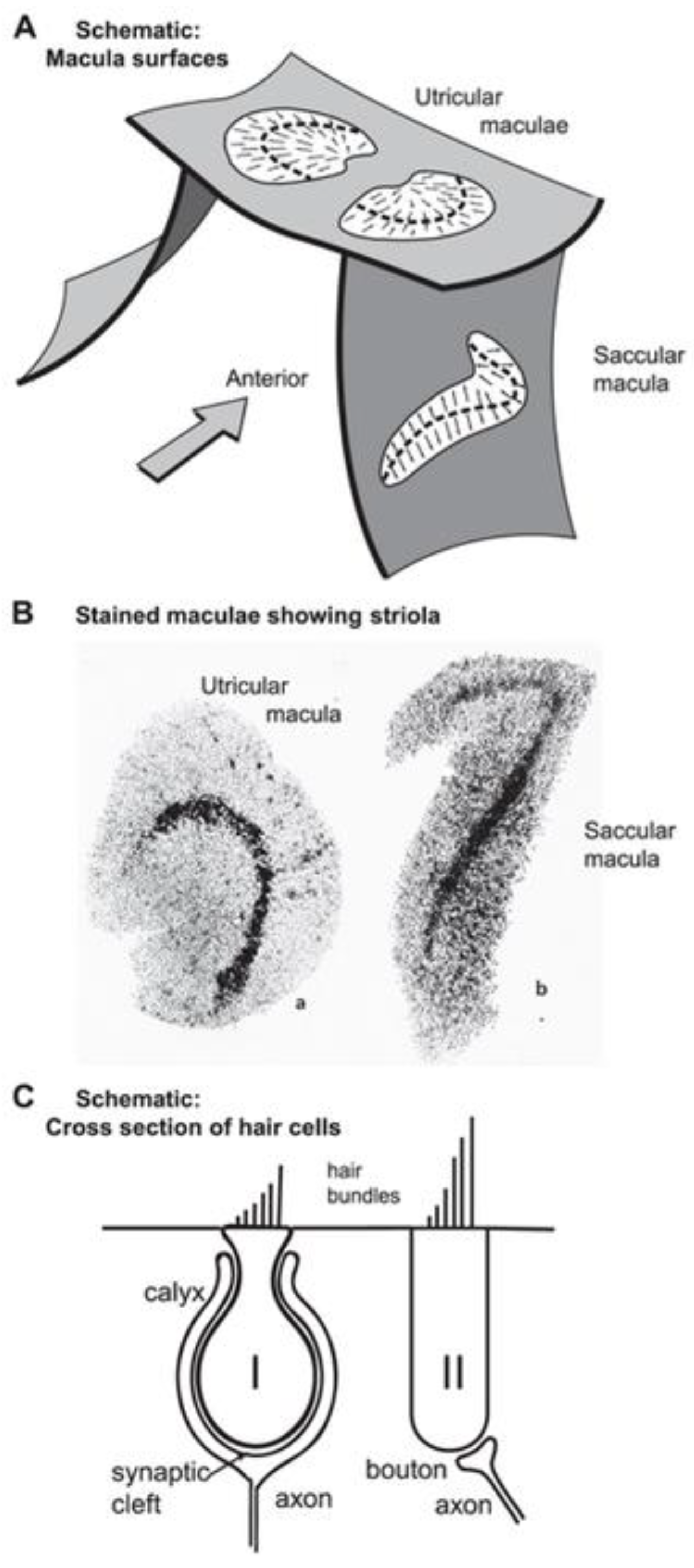 Preprints 88074 g002