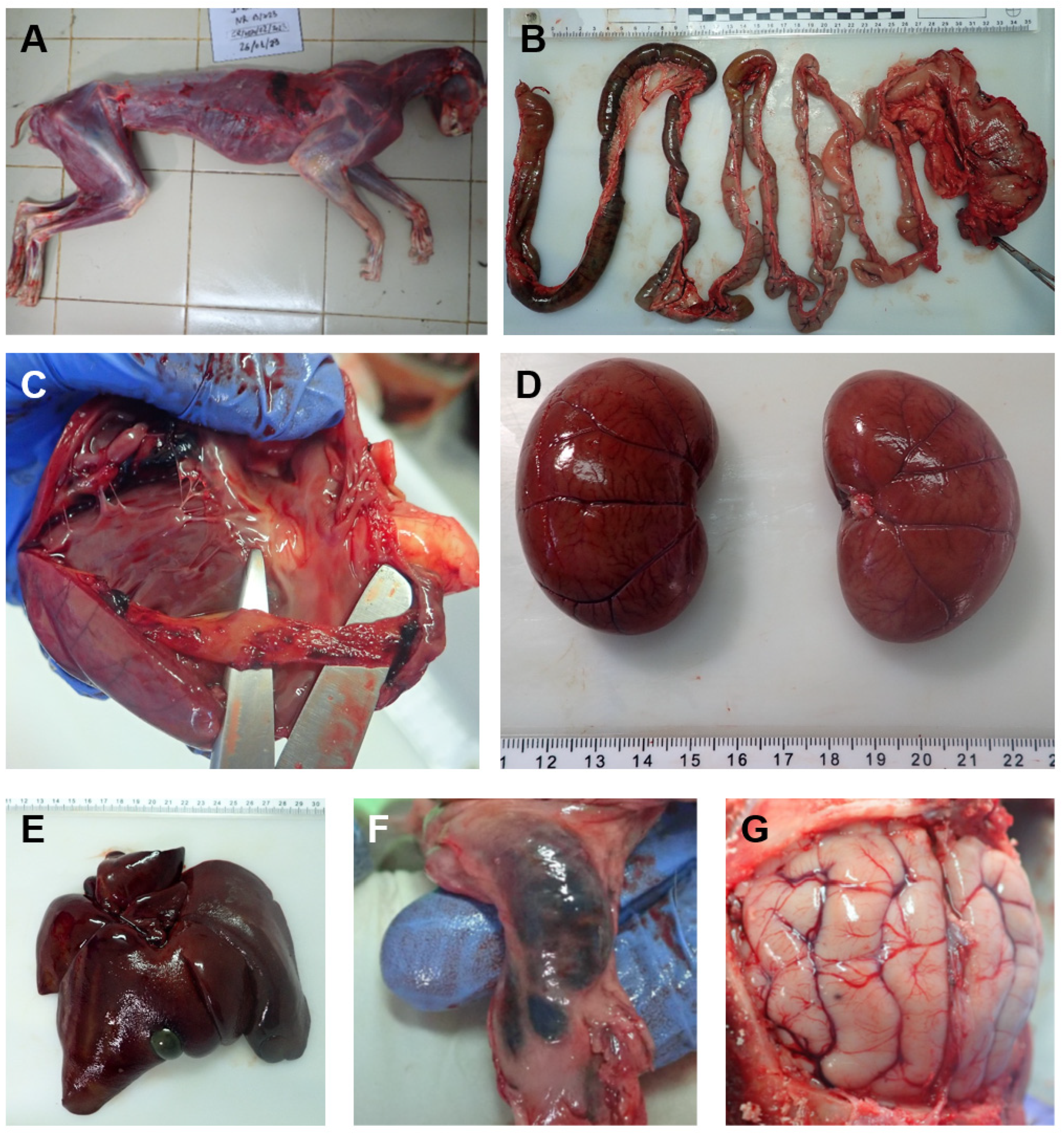 Preprints 151764 g003