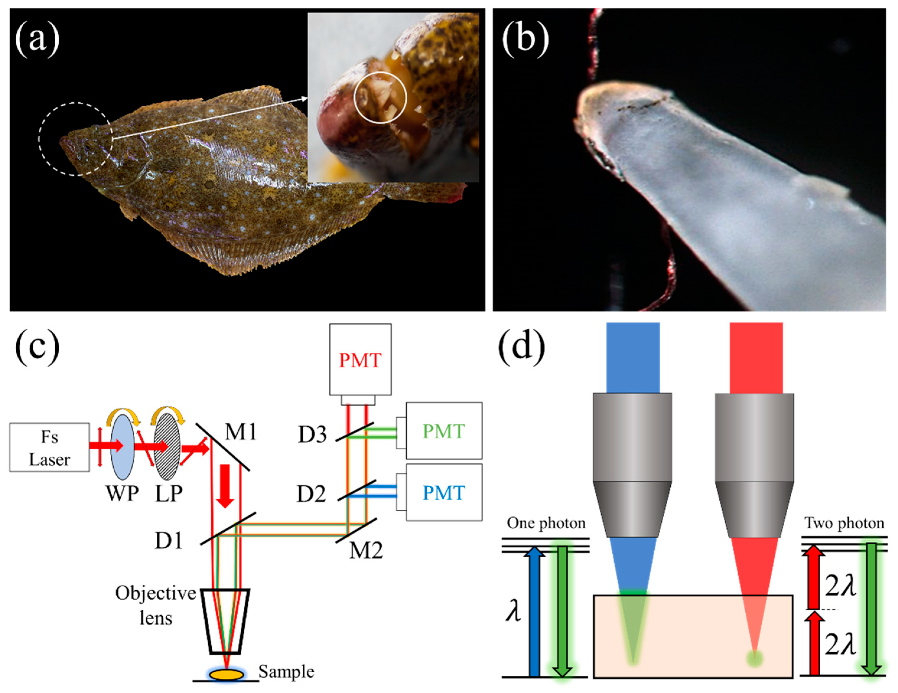 Preprints 91678 g001