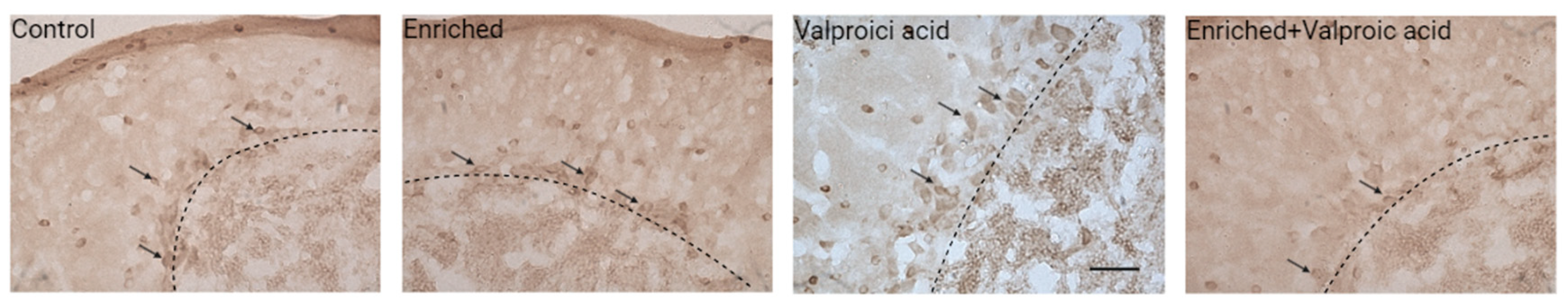 Preprints 101992 g006