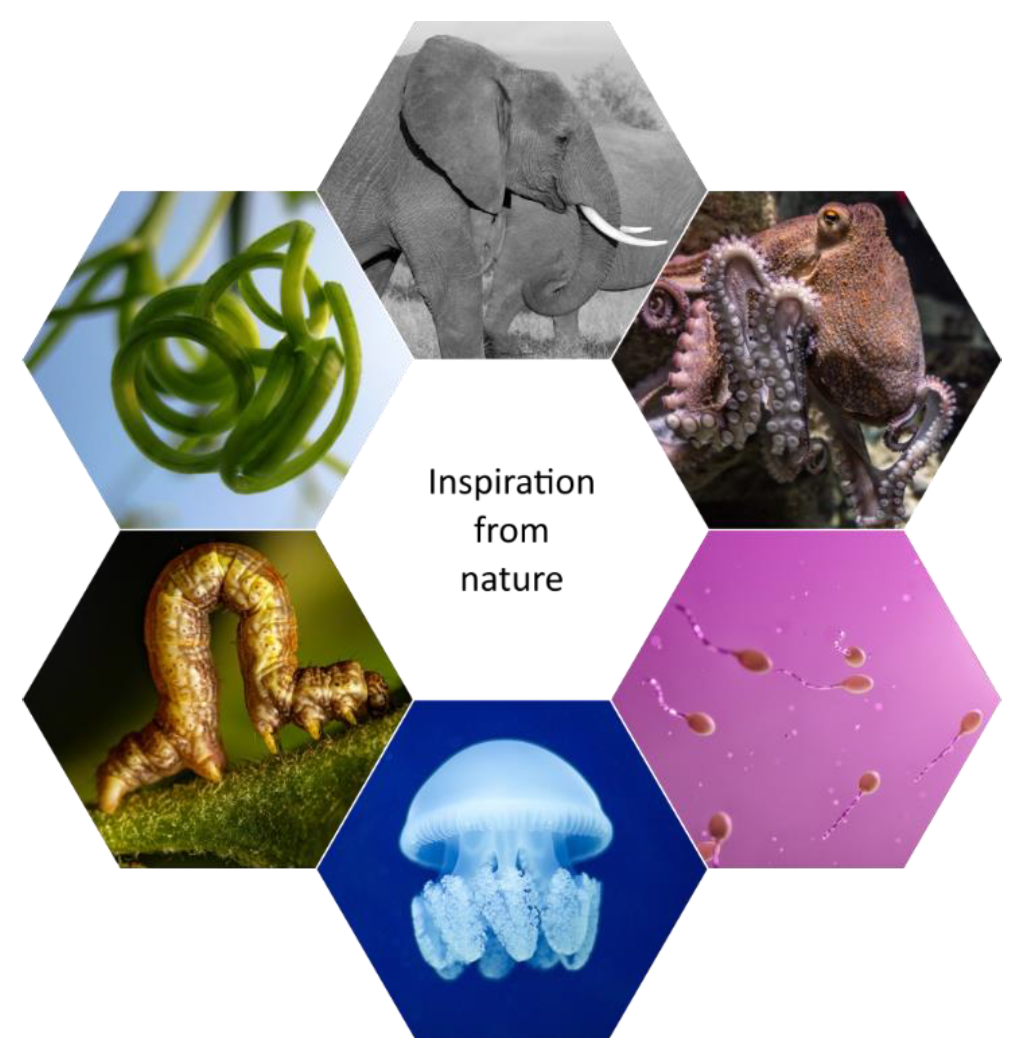 Preprints 150499 g001