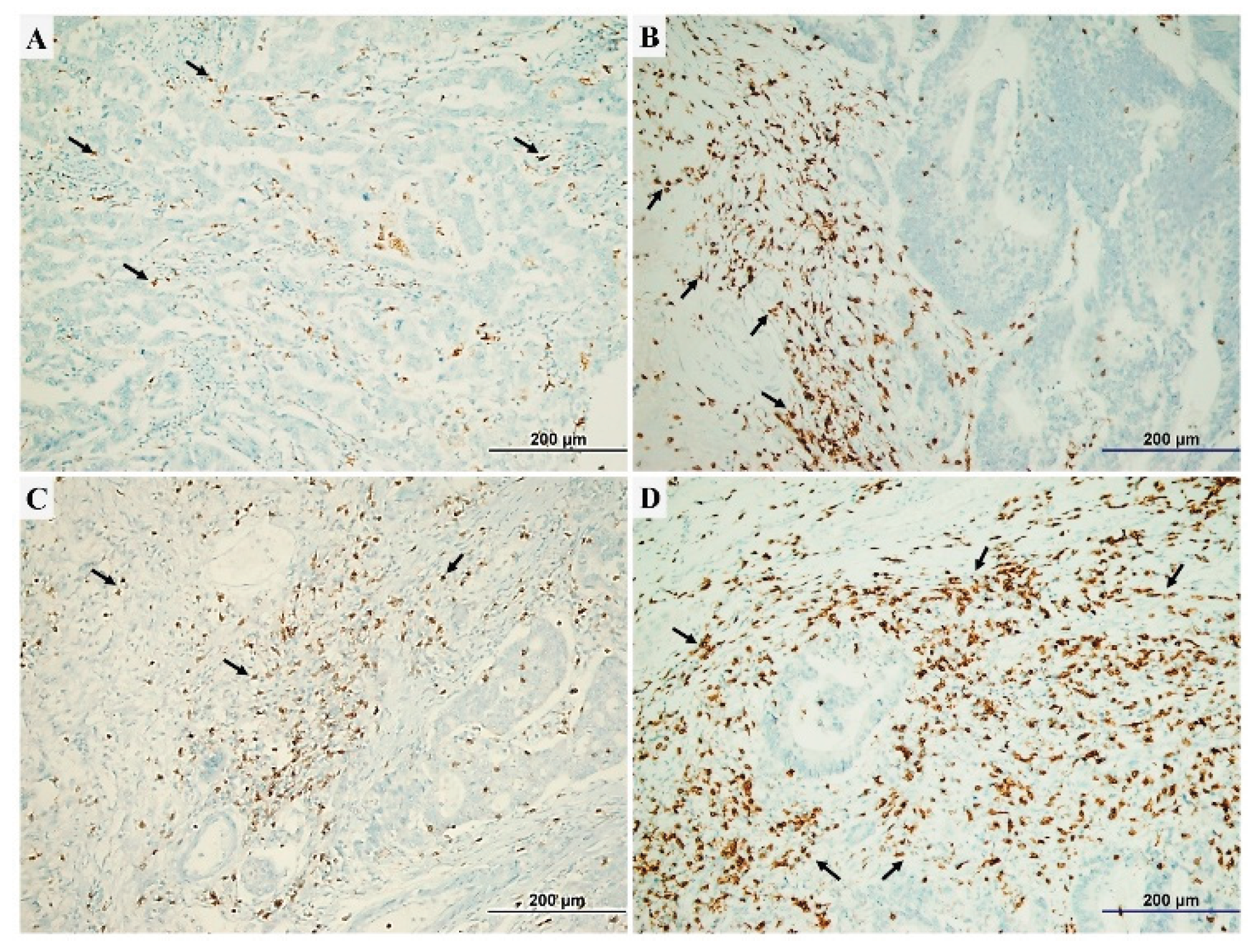 Preprints 191908 g001