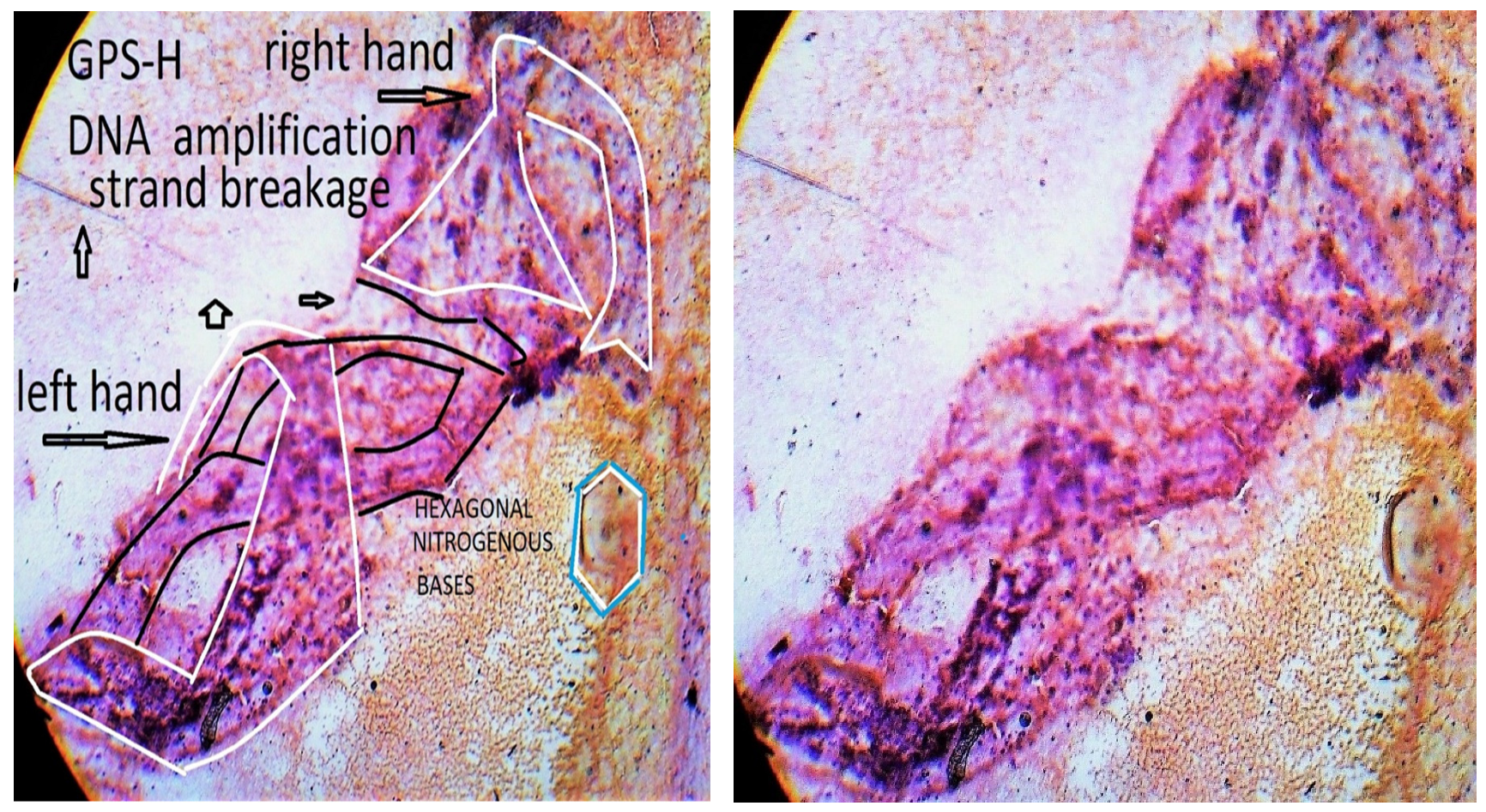 Preprints 117092 g002