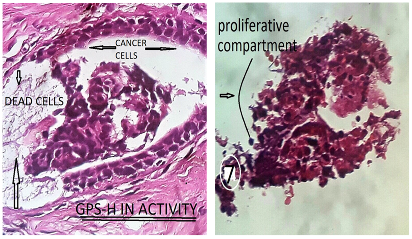 Preprints 117092 g004
