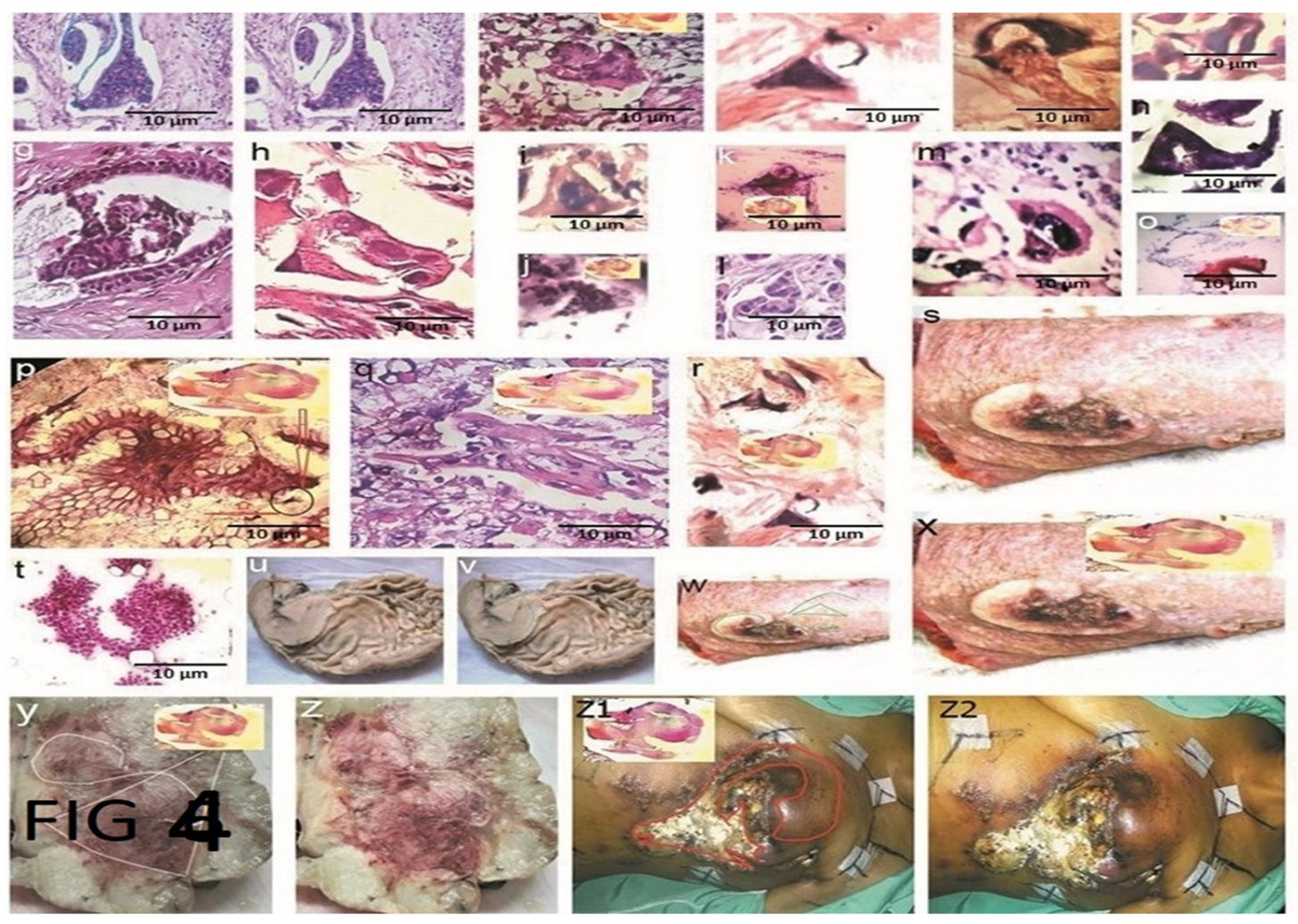 Preprints 117092 g005