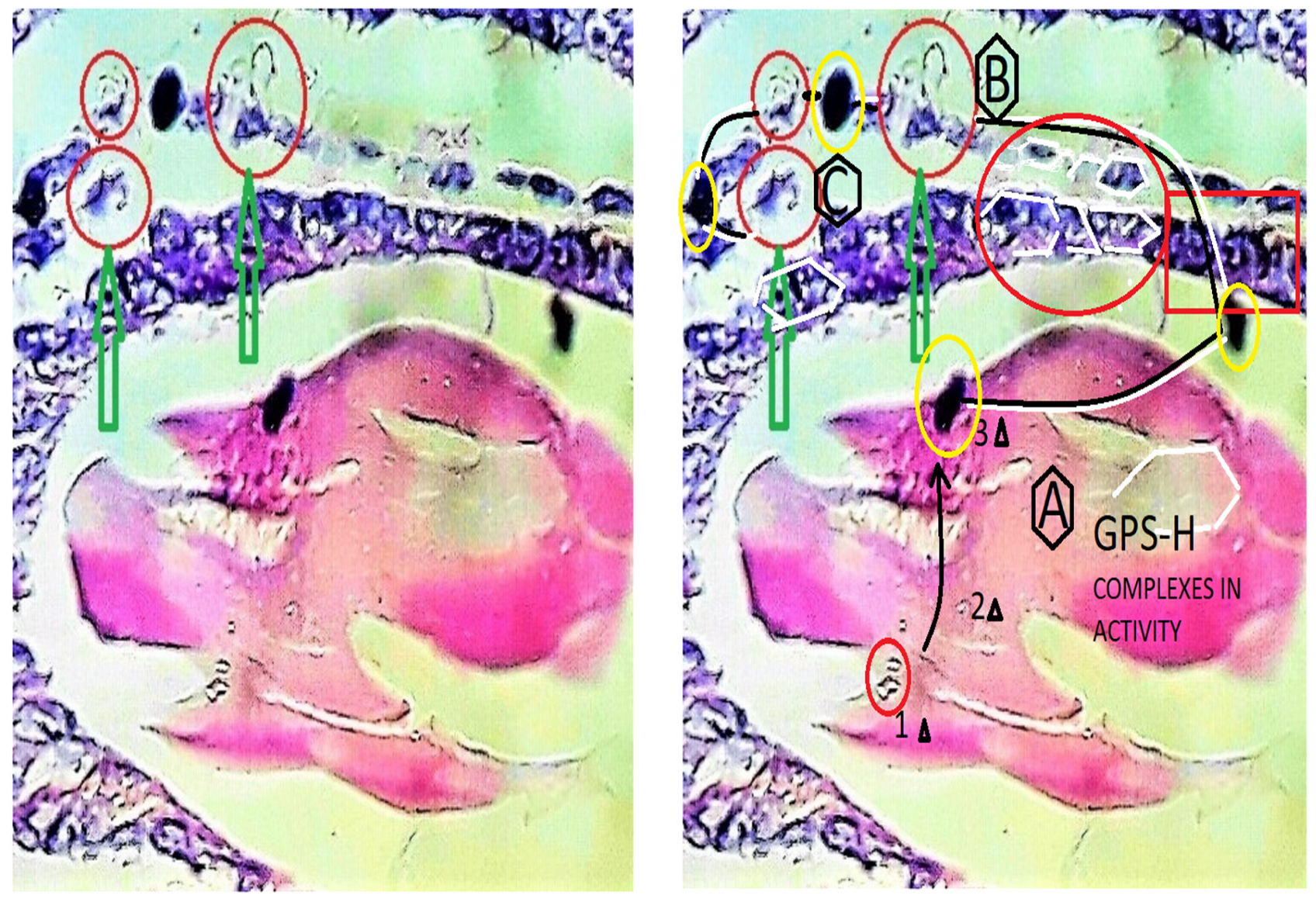 Preprints 117092 g011