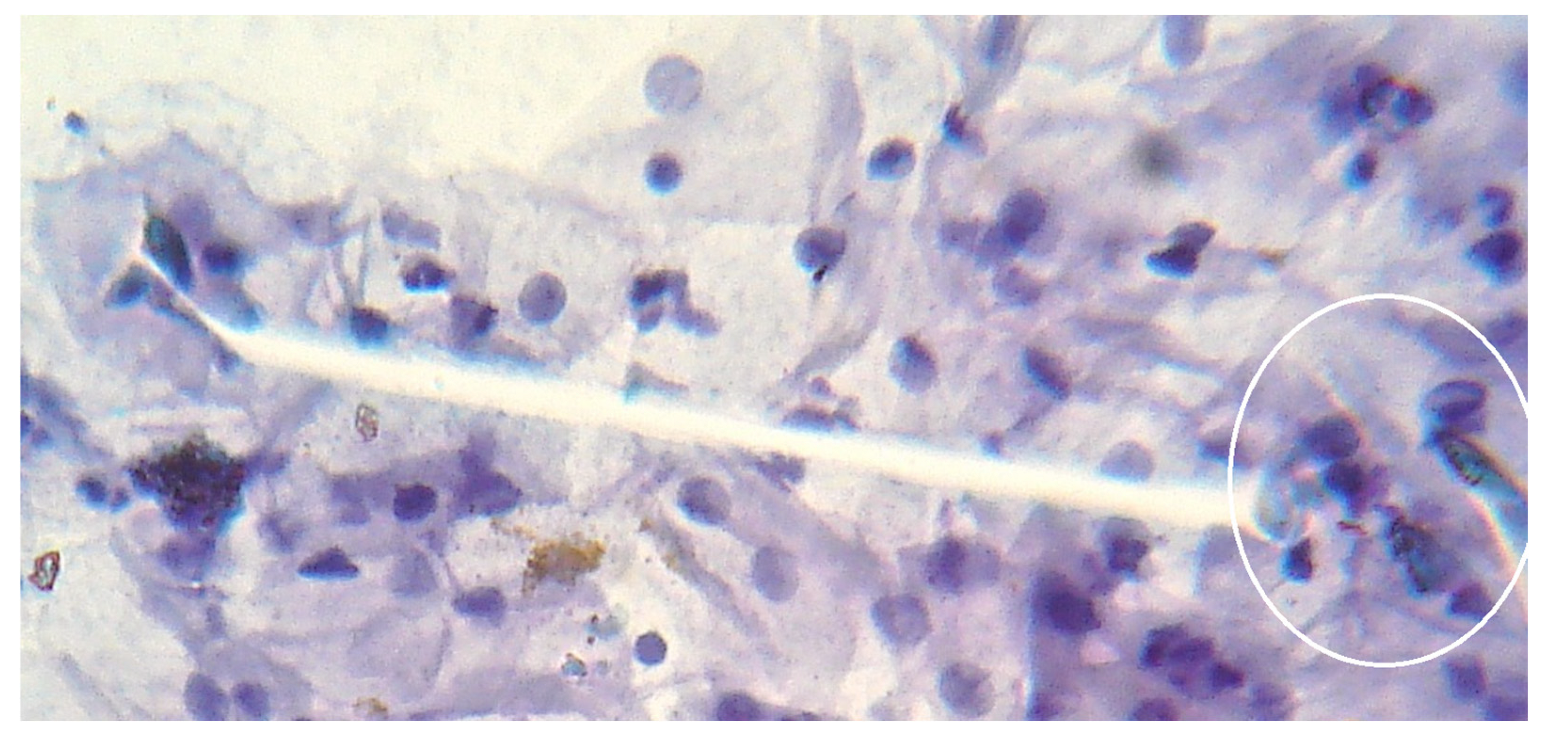 Preprints 117092 g016