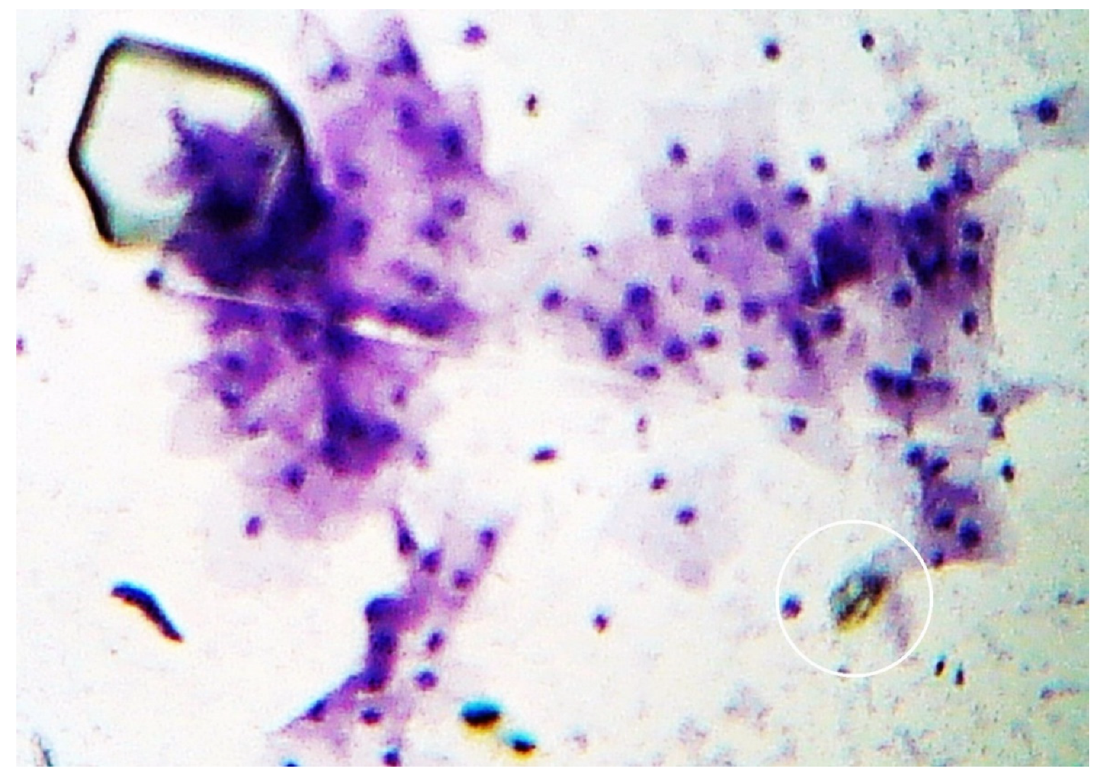 Preprints 117092 g017