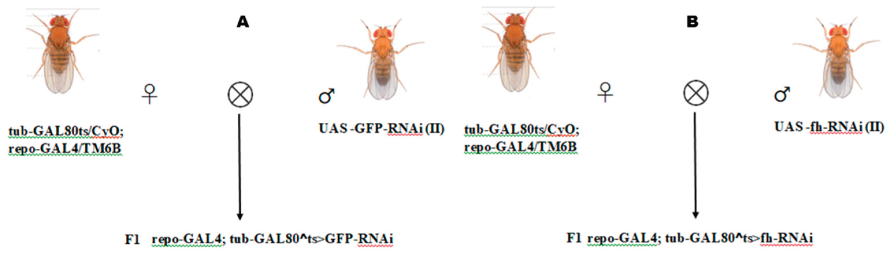 Preprints 185777 g001