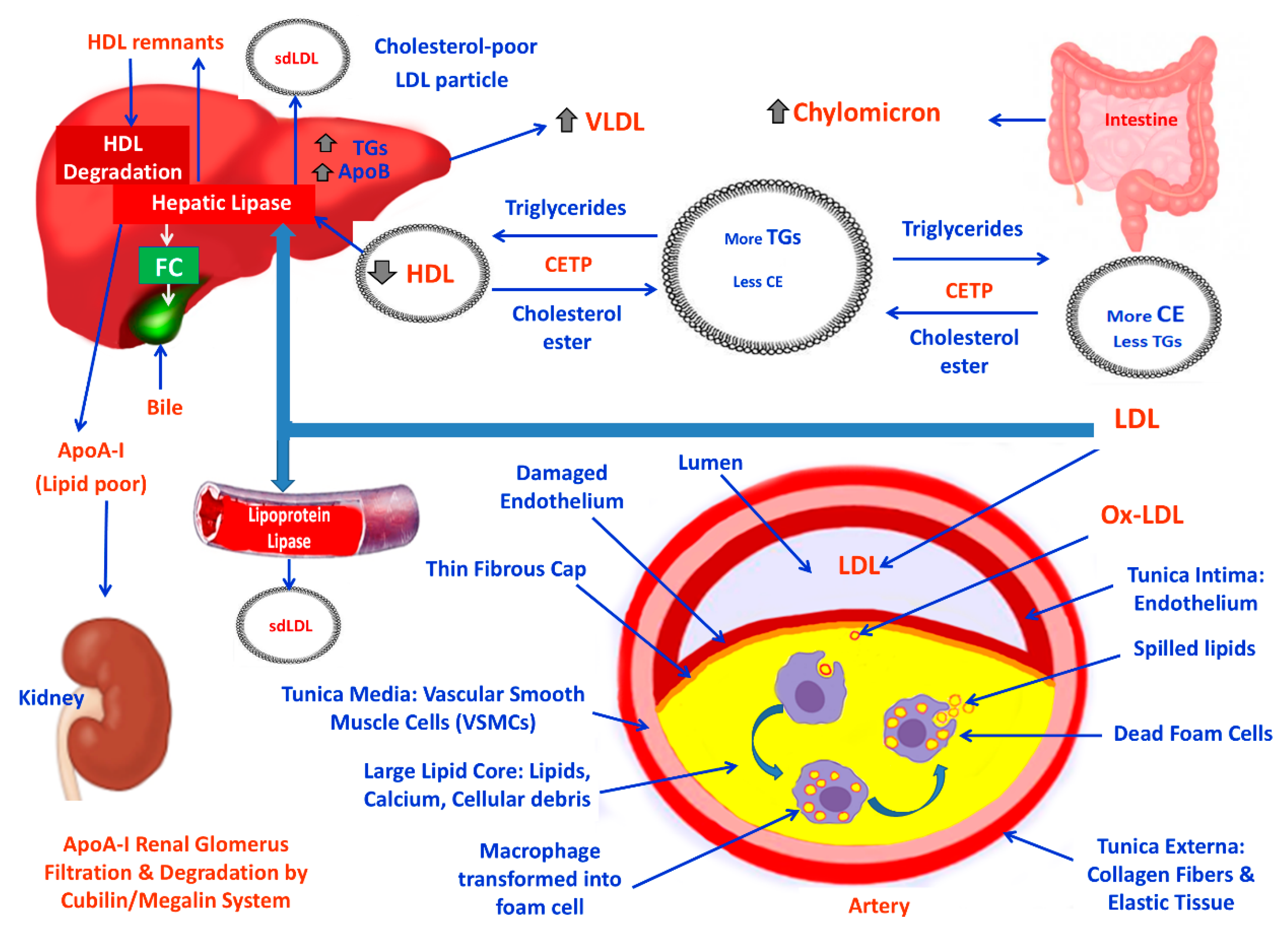 Preprints 171004 g003