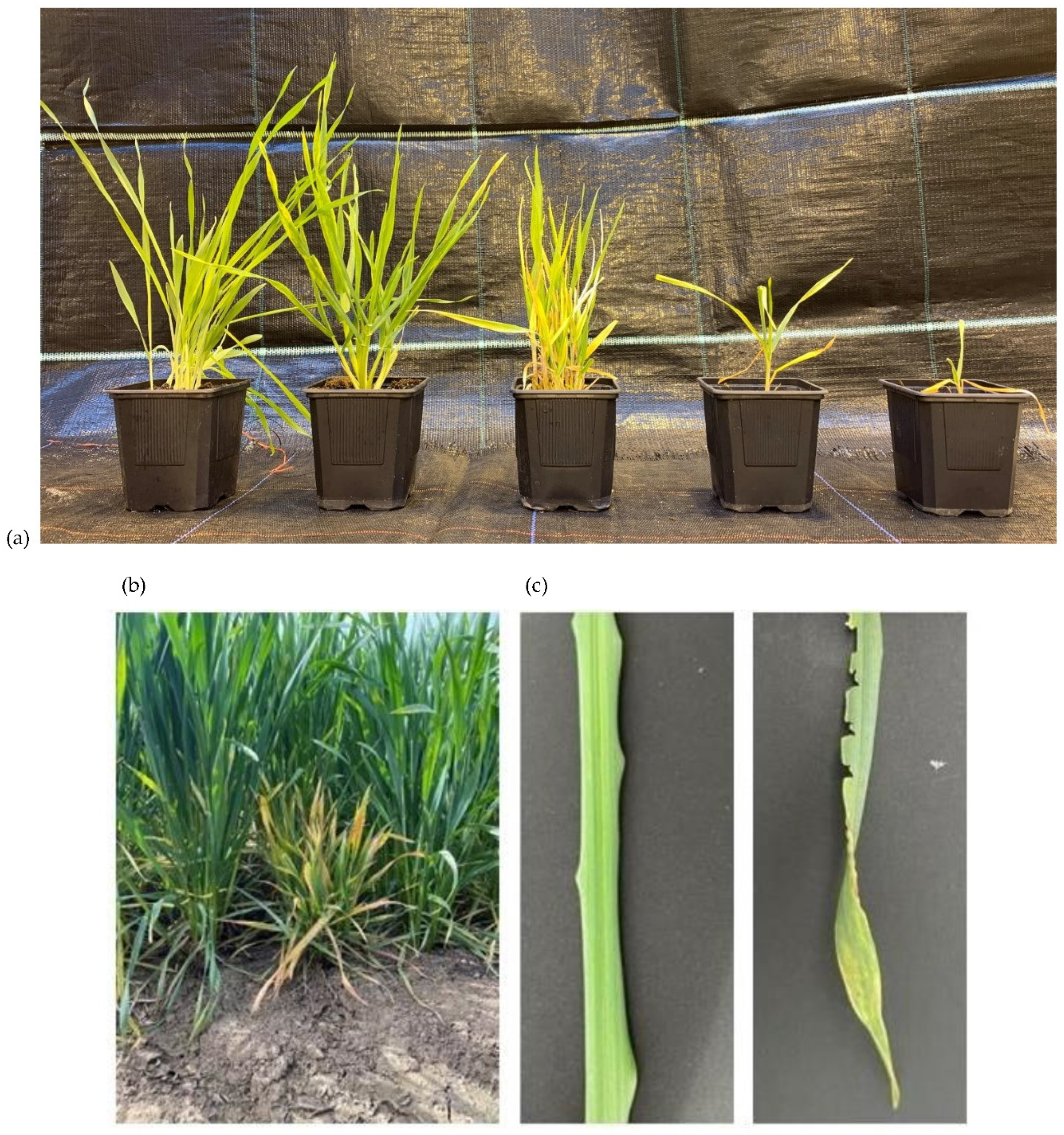 Preprints 84174 g003