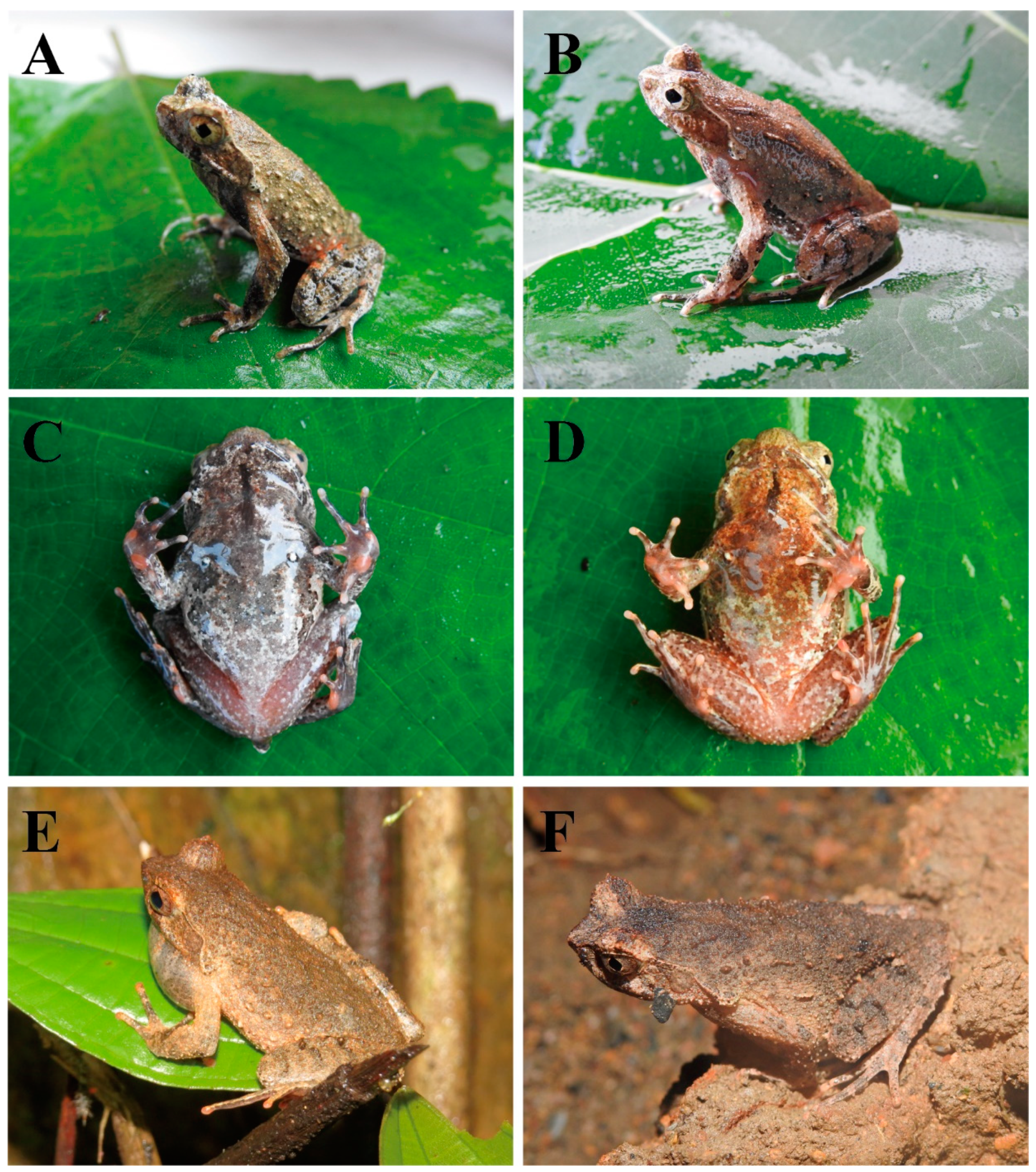 Preprints 142782 g005