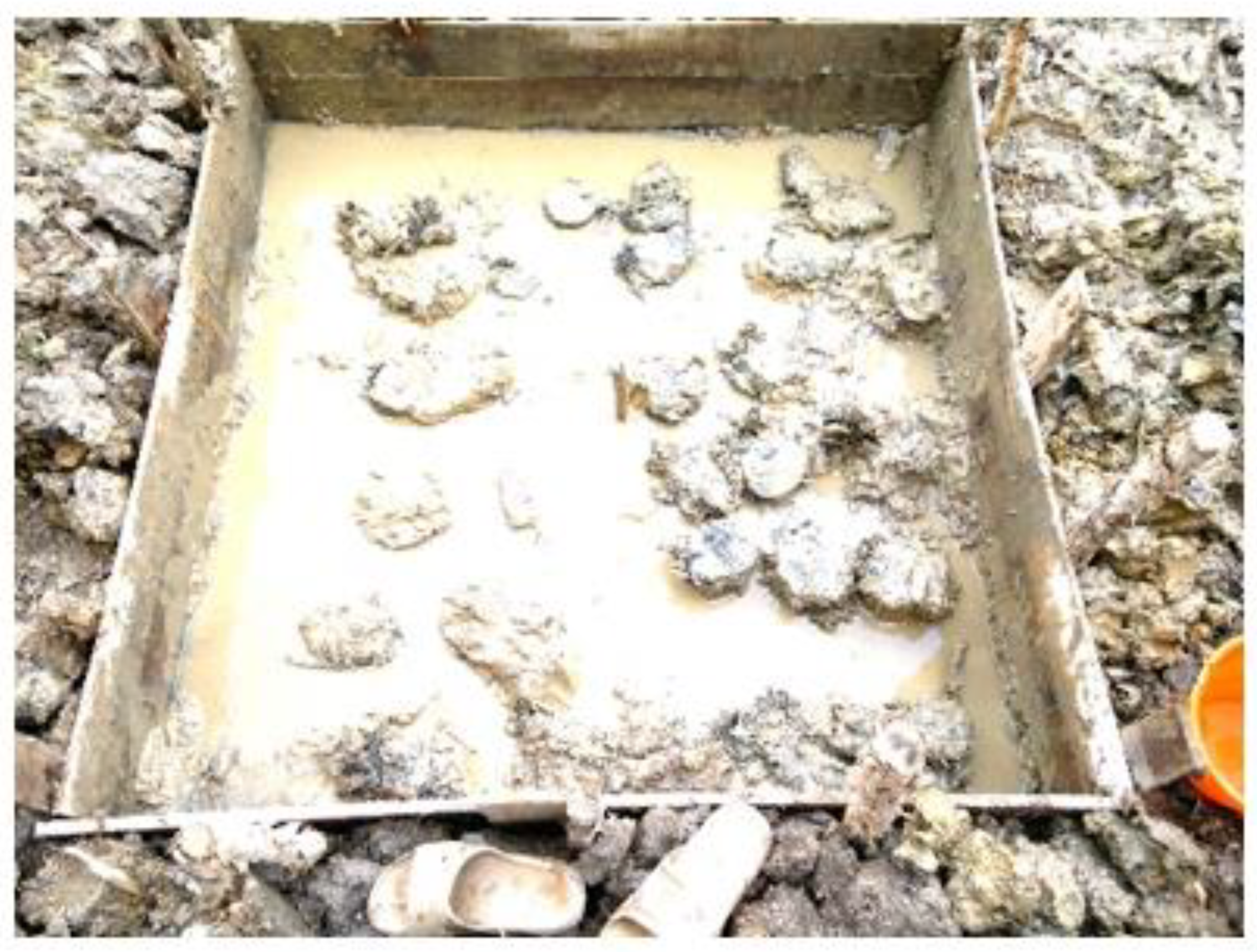 Preprints 112845 g006