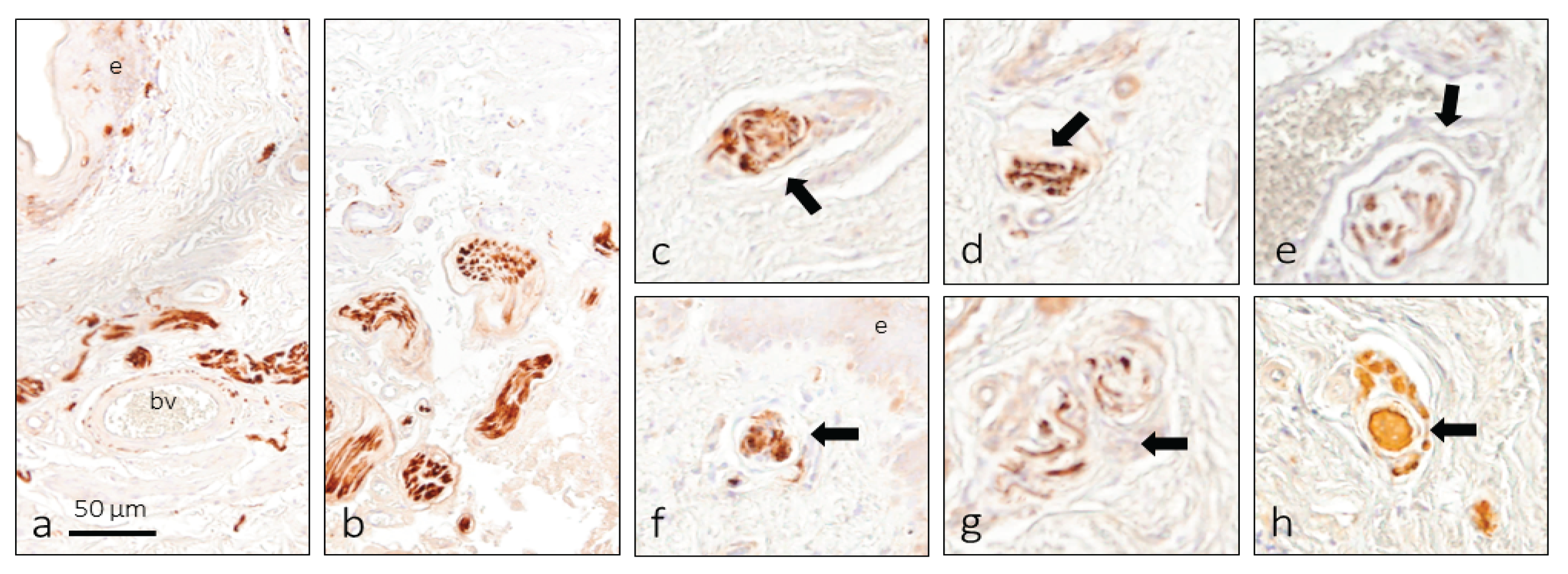 Preprints 160094 g003