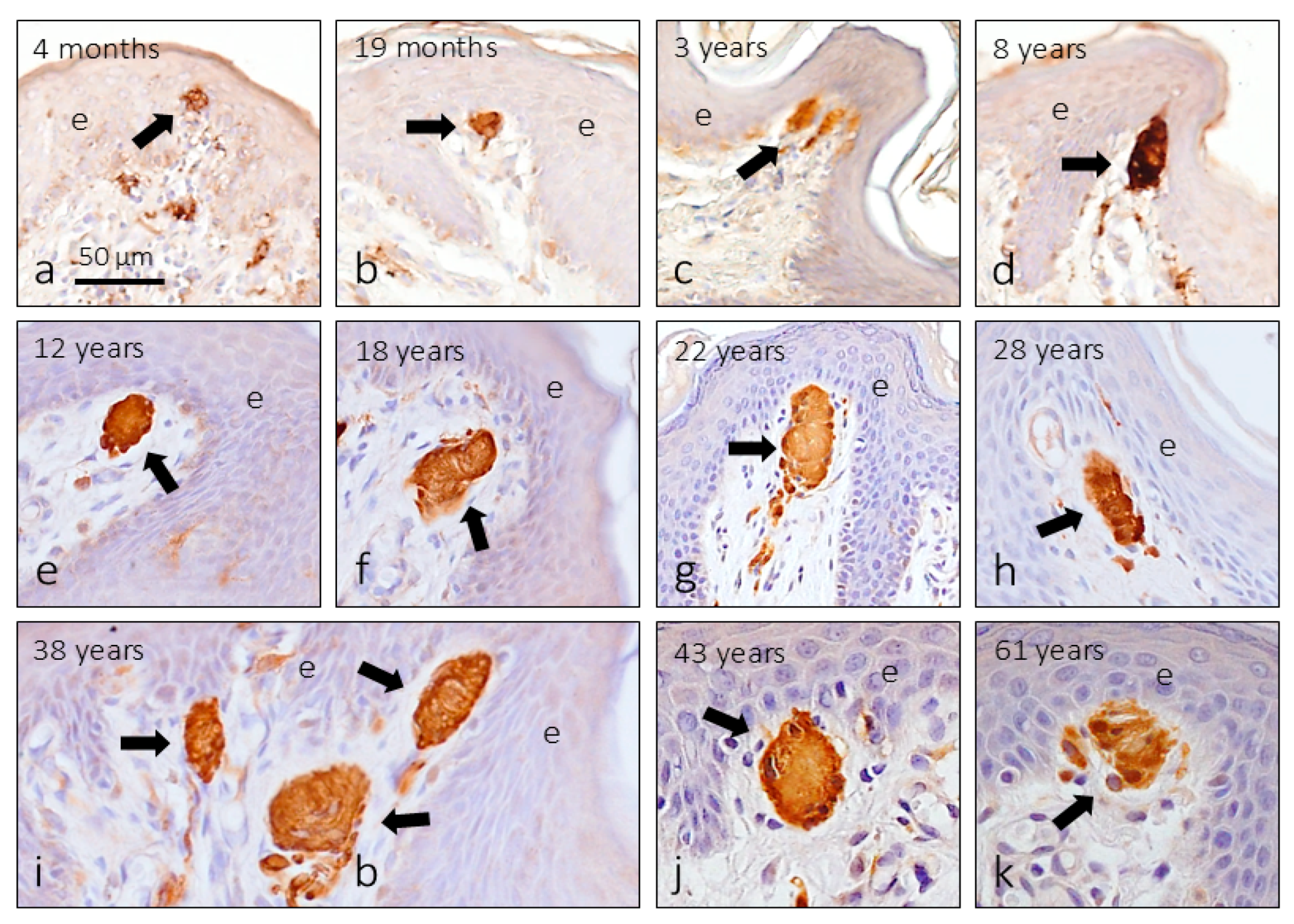 Preprints 160094 g004