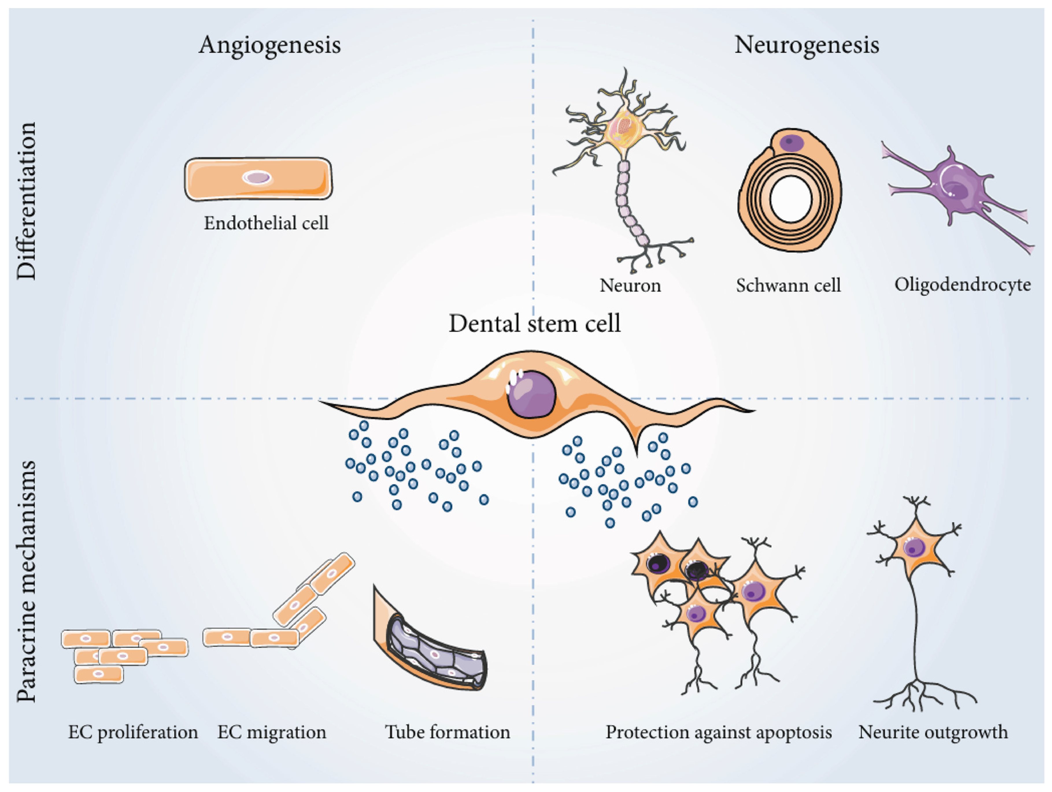 Preprints 145830 g004