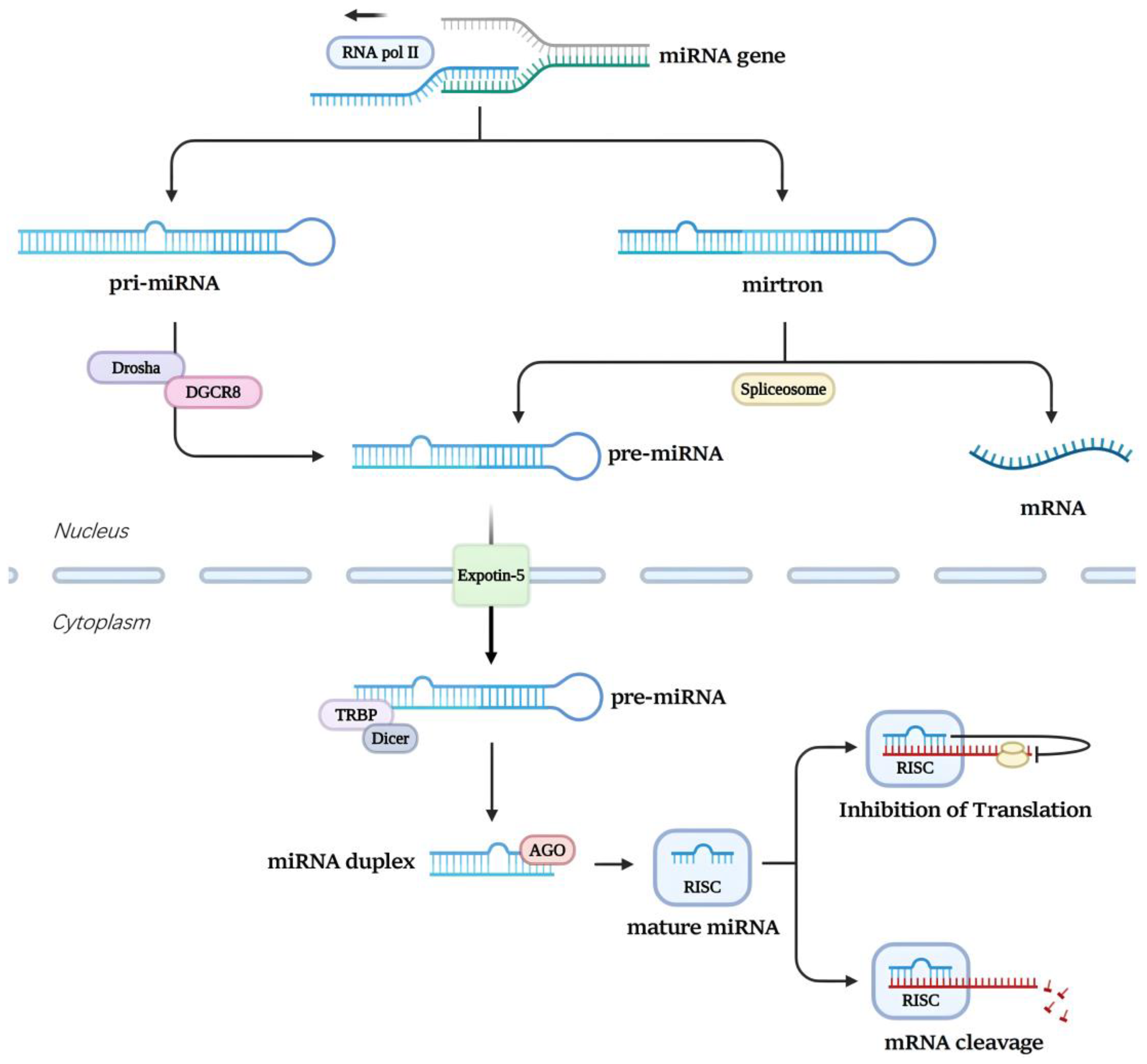 Preprints 115009 g001