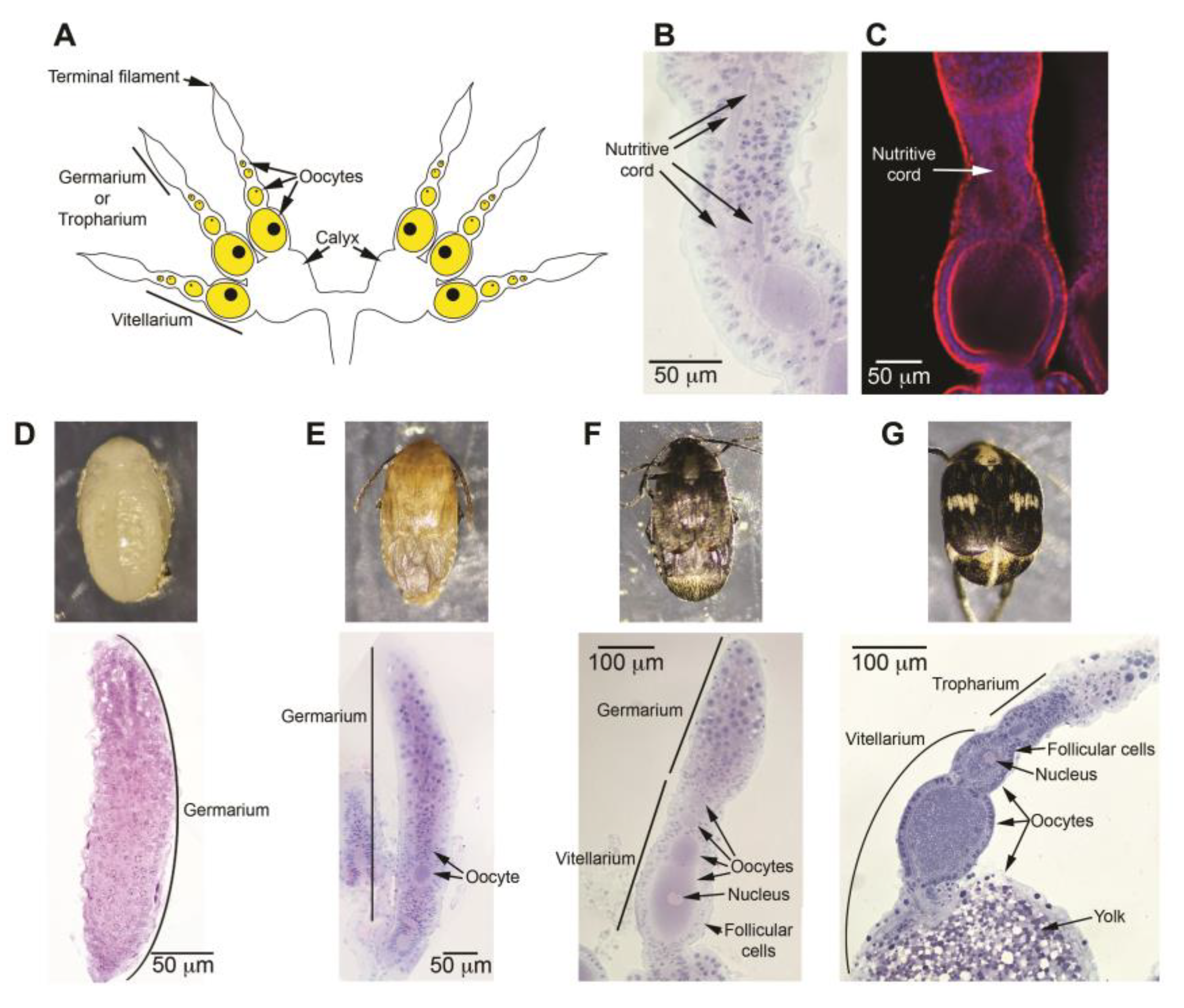 Preprints 169075 g001