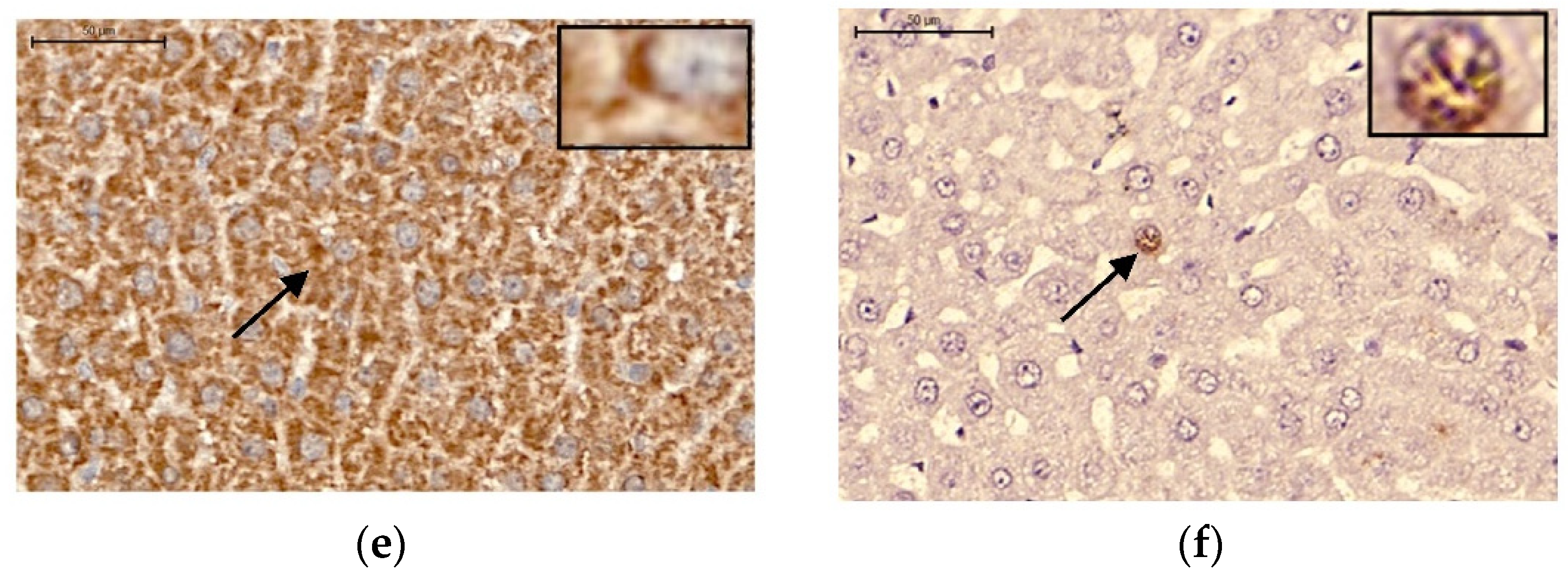 Preprints 72755 g007b