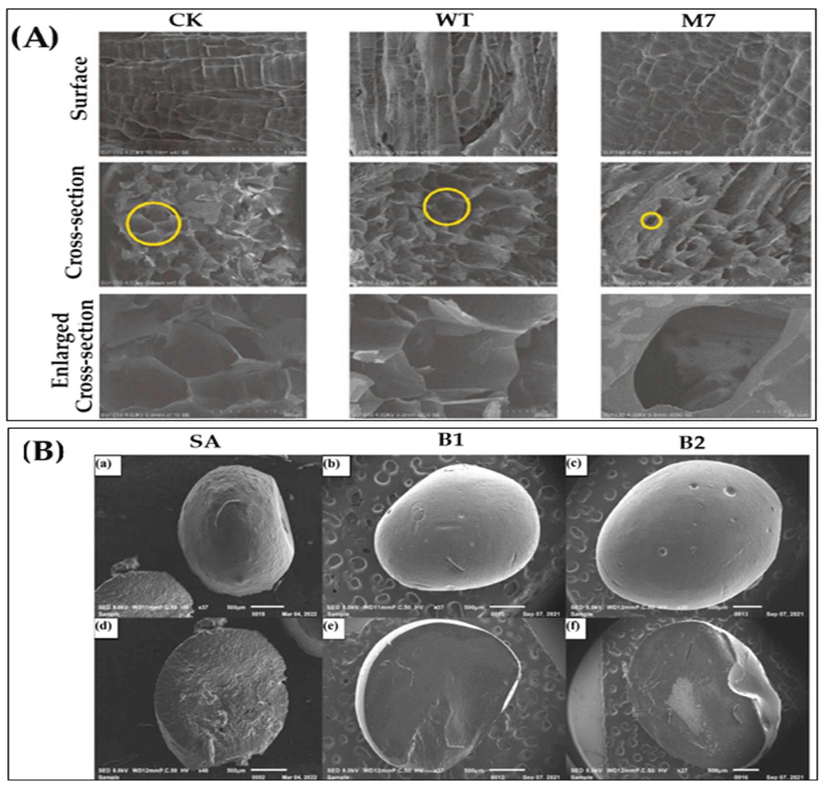 Preprints 168354 g001