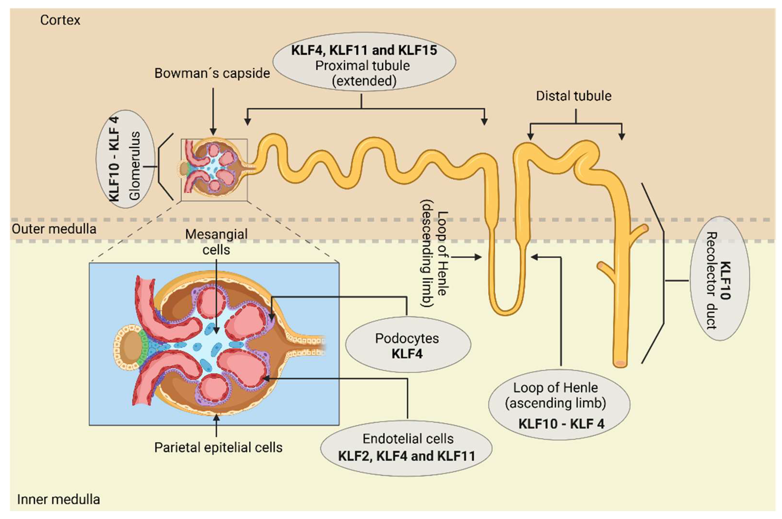 Preprints 141010 g001