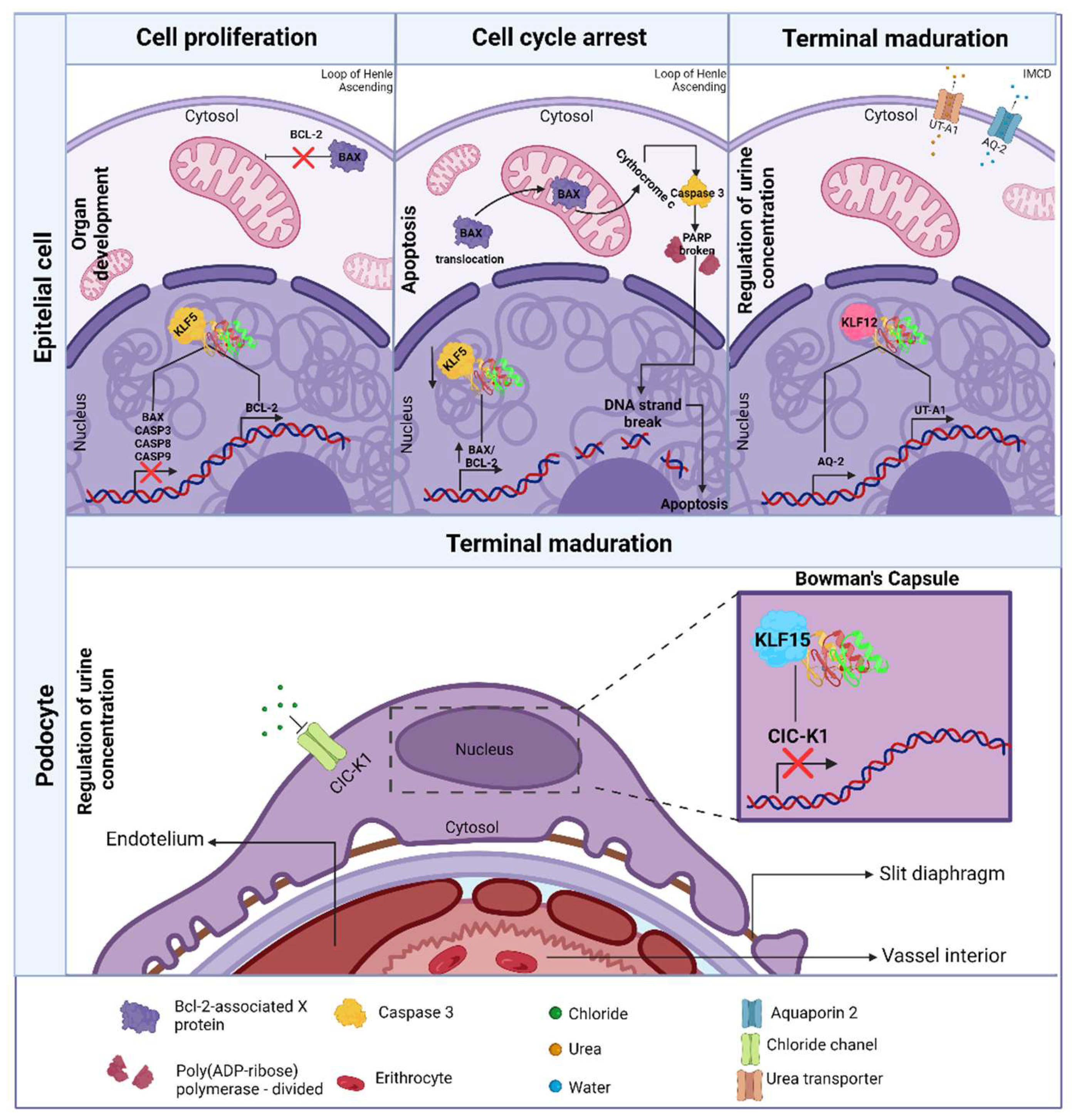 Preprints 141010 g002