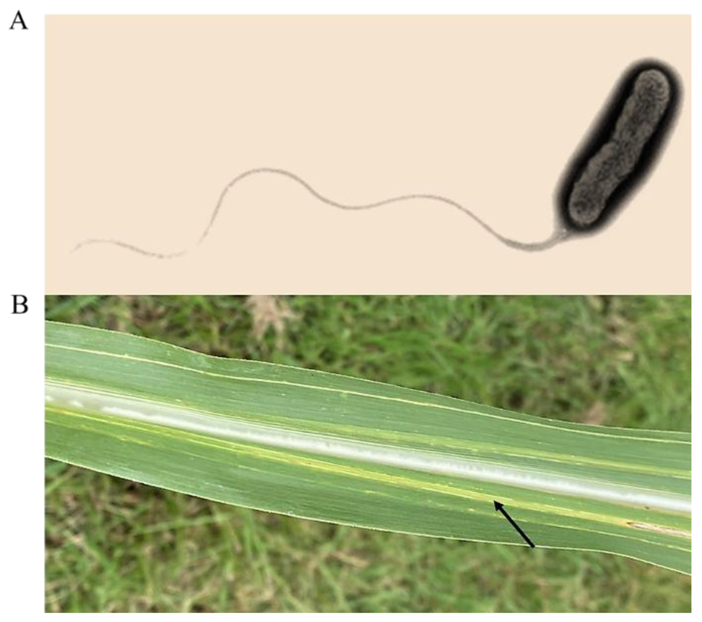 Preprints 173767 g001