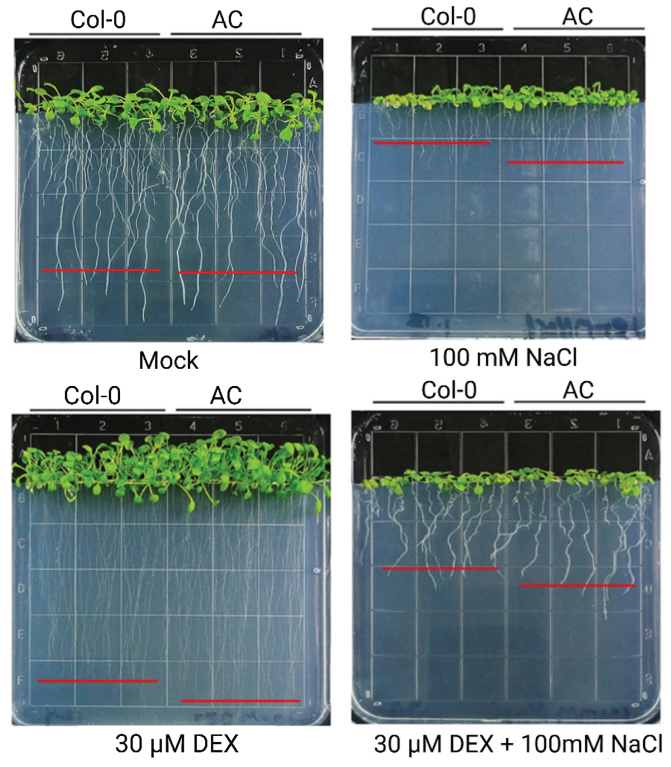 Preprints 188601 g008
