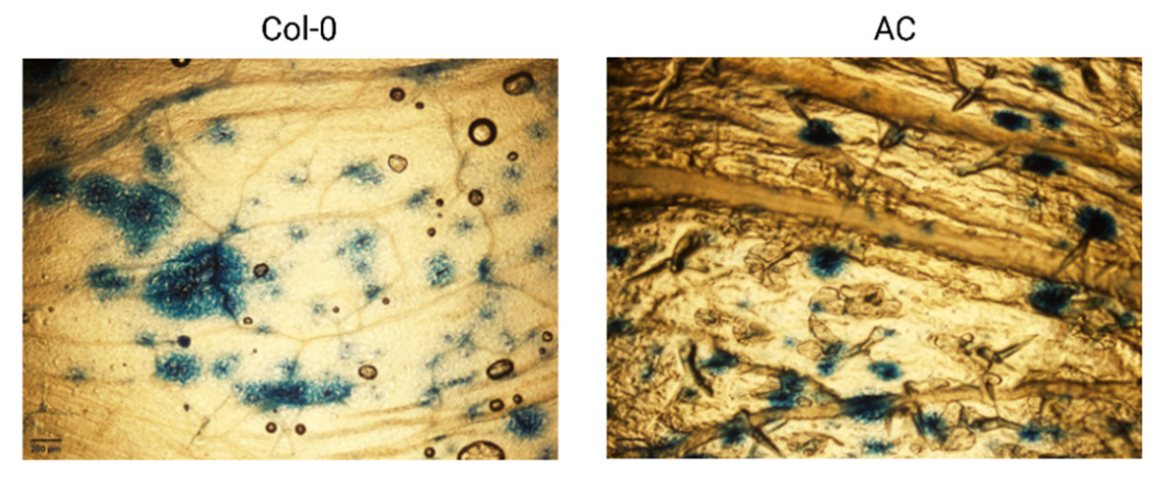 Preprints 188601 g012