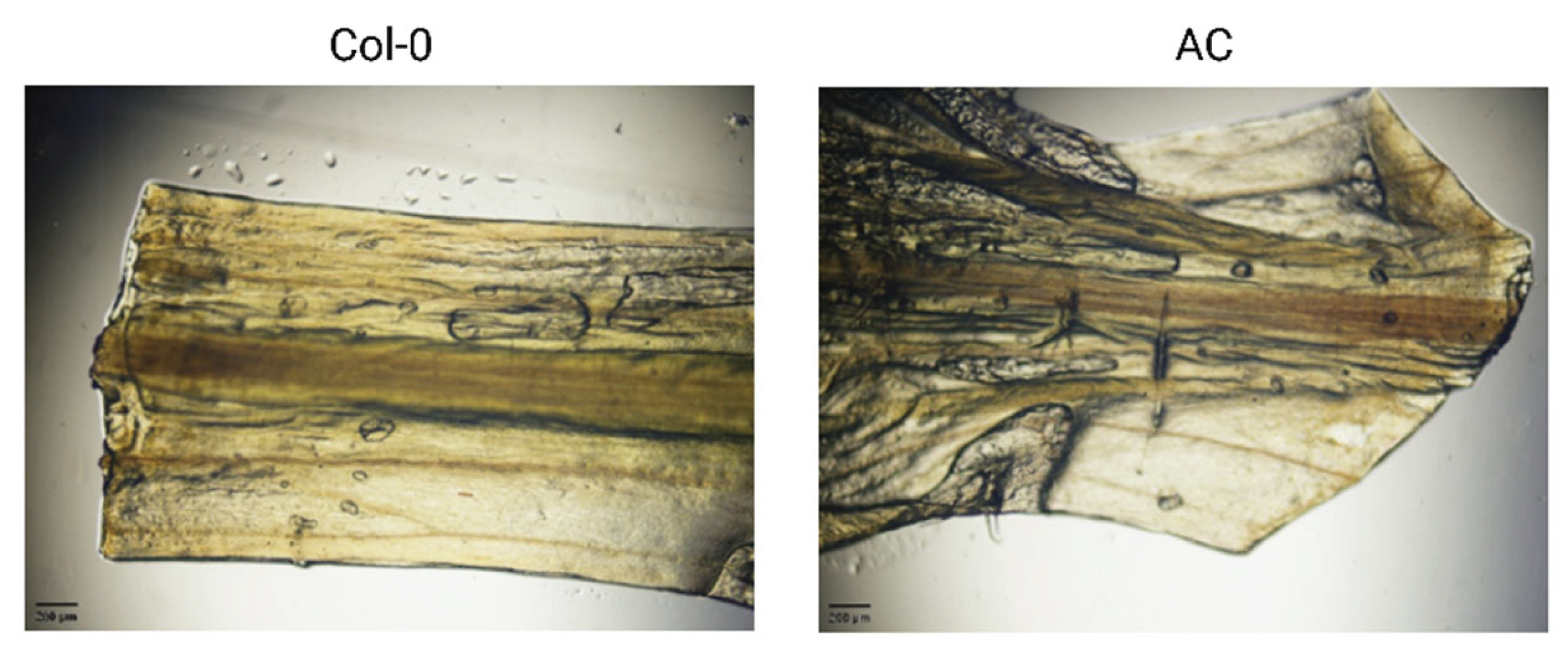 Preprints 188601 g013
