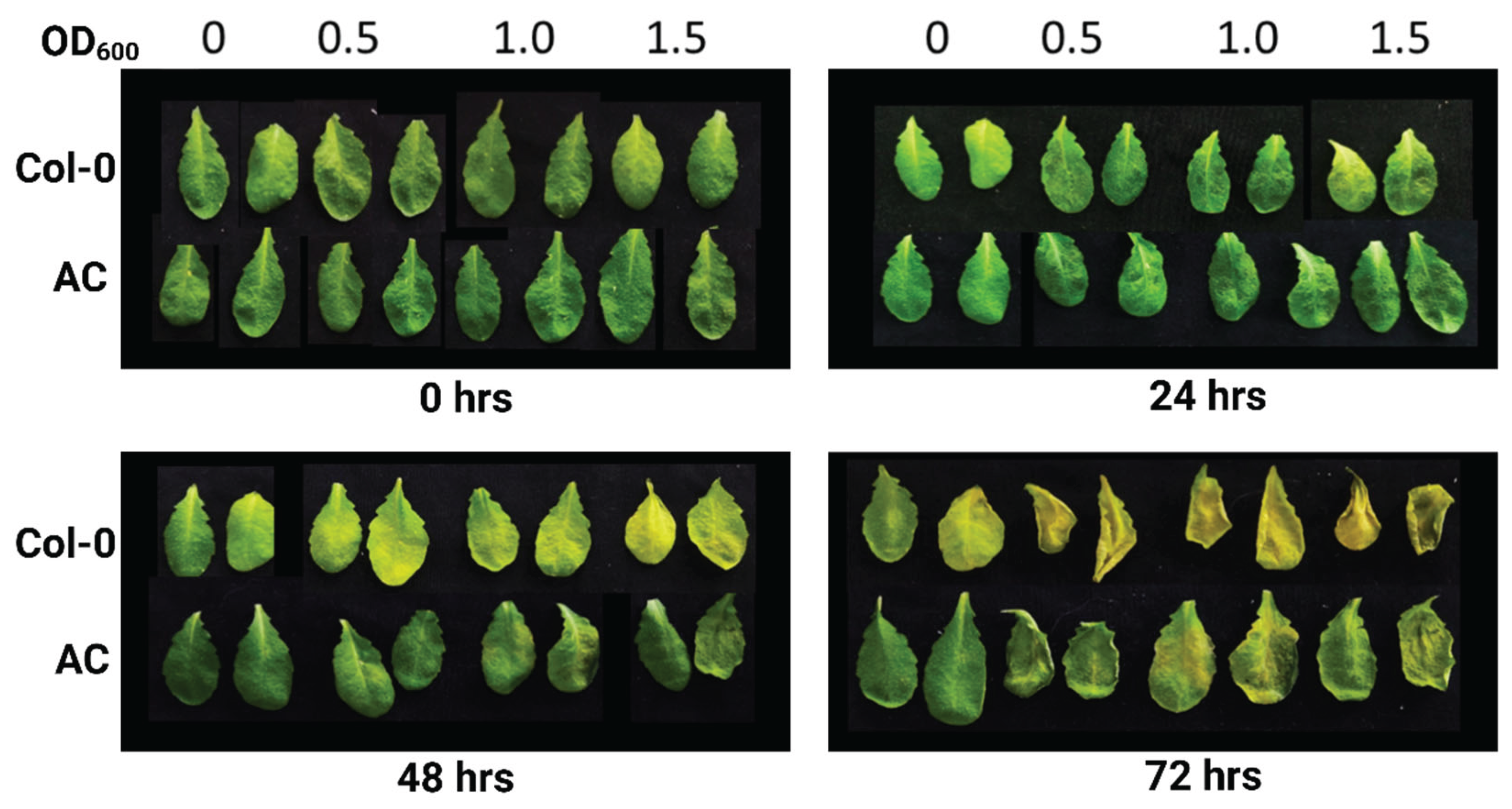 Preprints 188601 g014