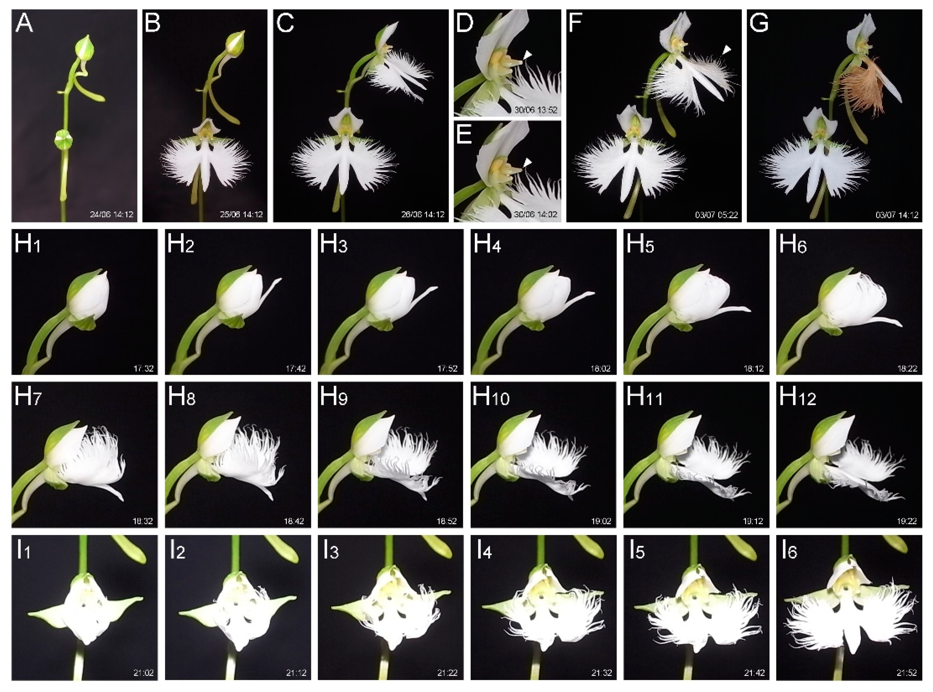 Preprints 144290 g001