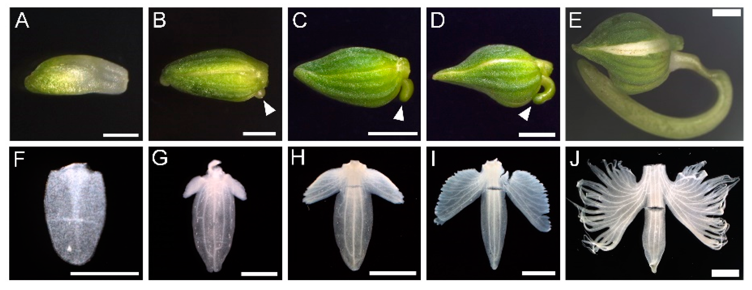 Preprints 144290 g002