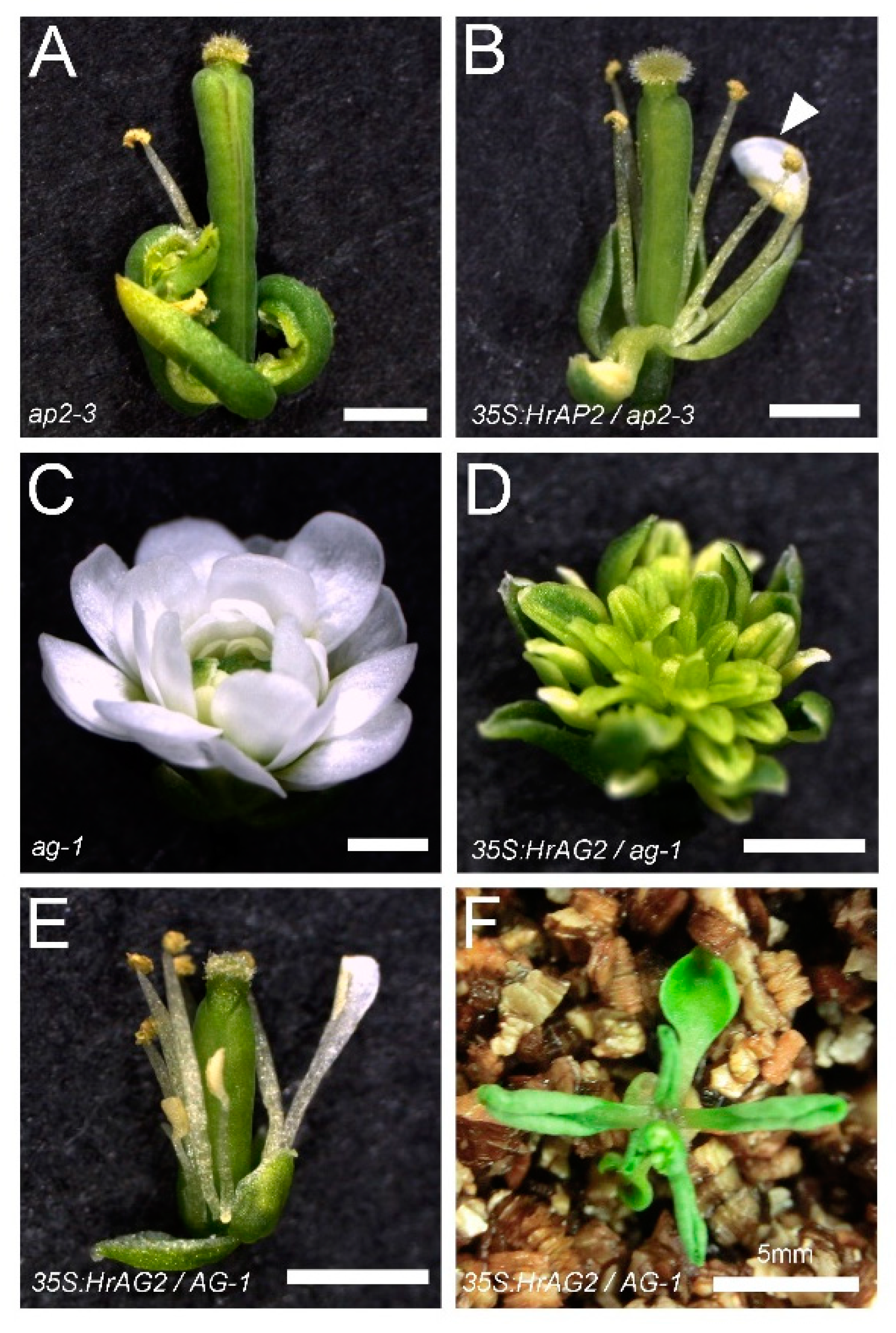 Preprints 144290 g006