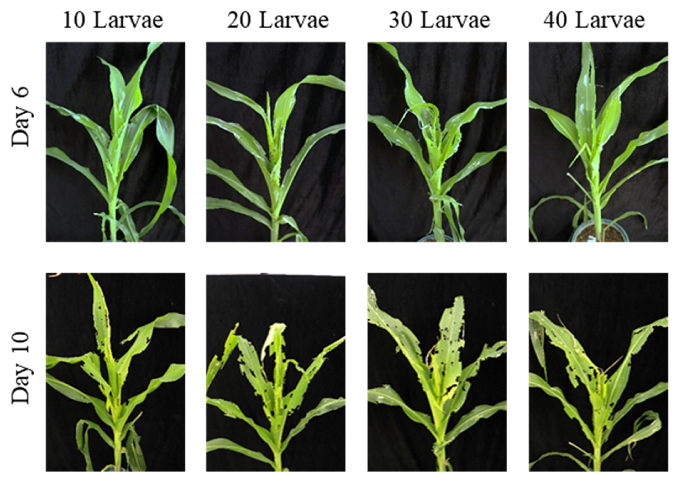 Preprints 187942 g006