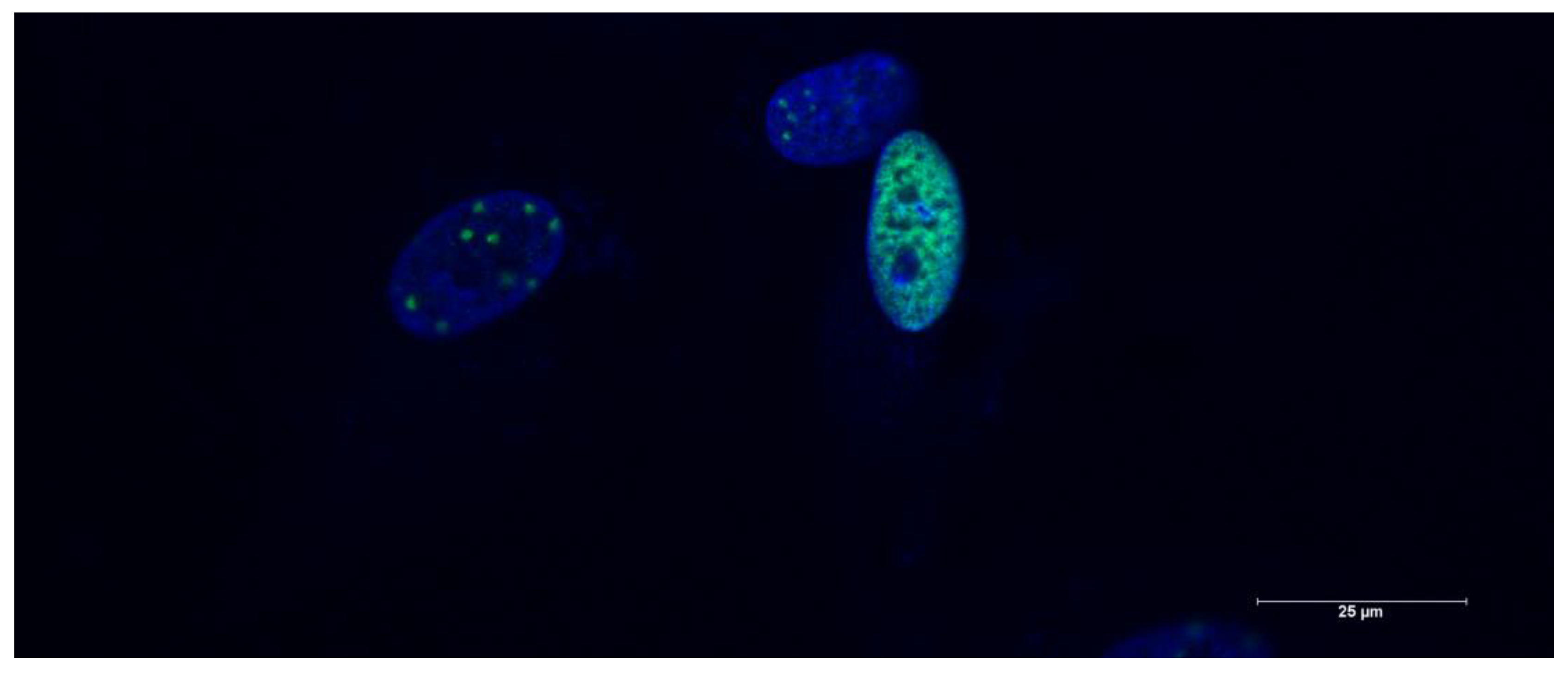 Preprints 141568 g002