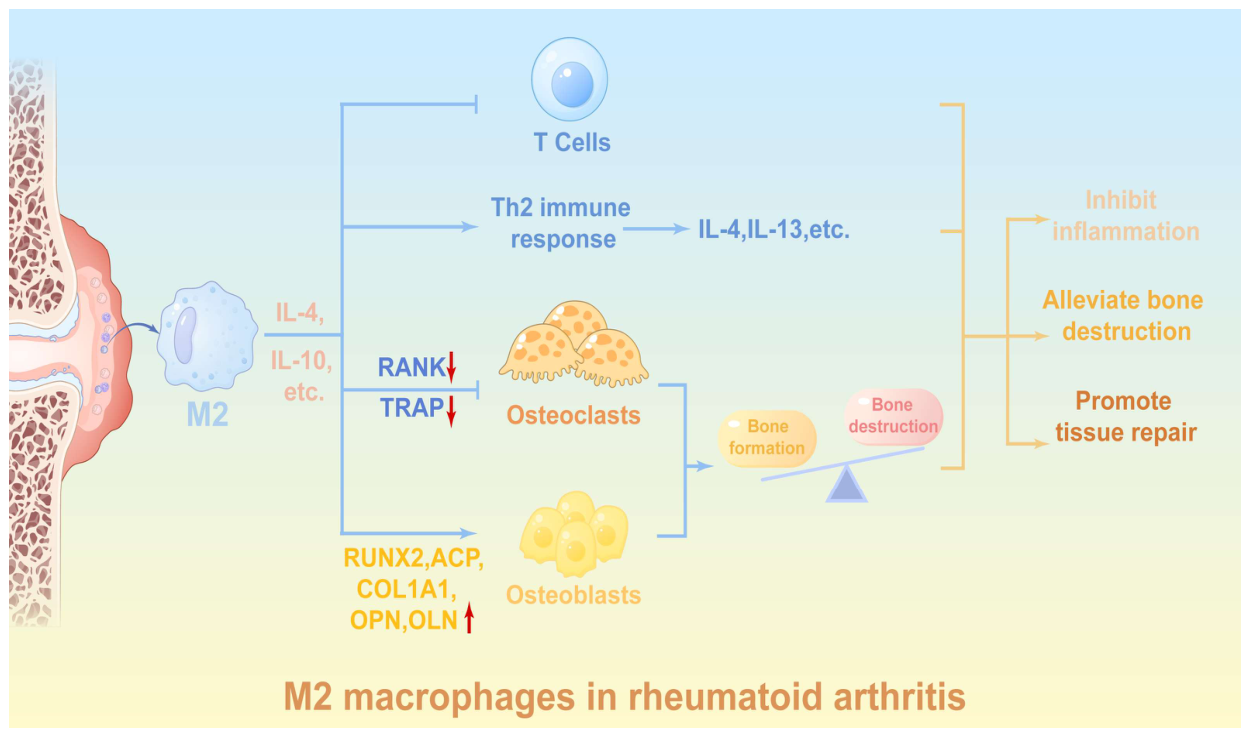Preprints 215499 g002 Preprints 215499 g002
