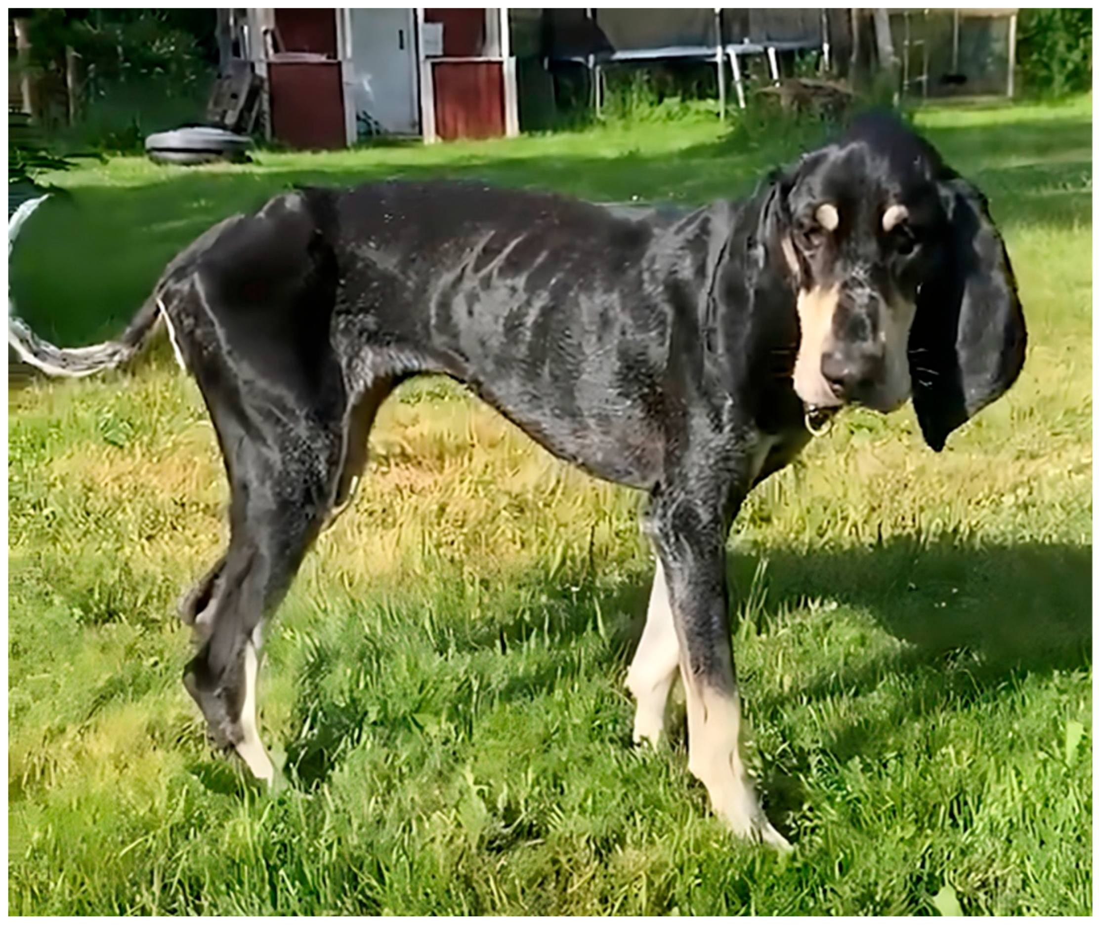 Preprints 181947 g002