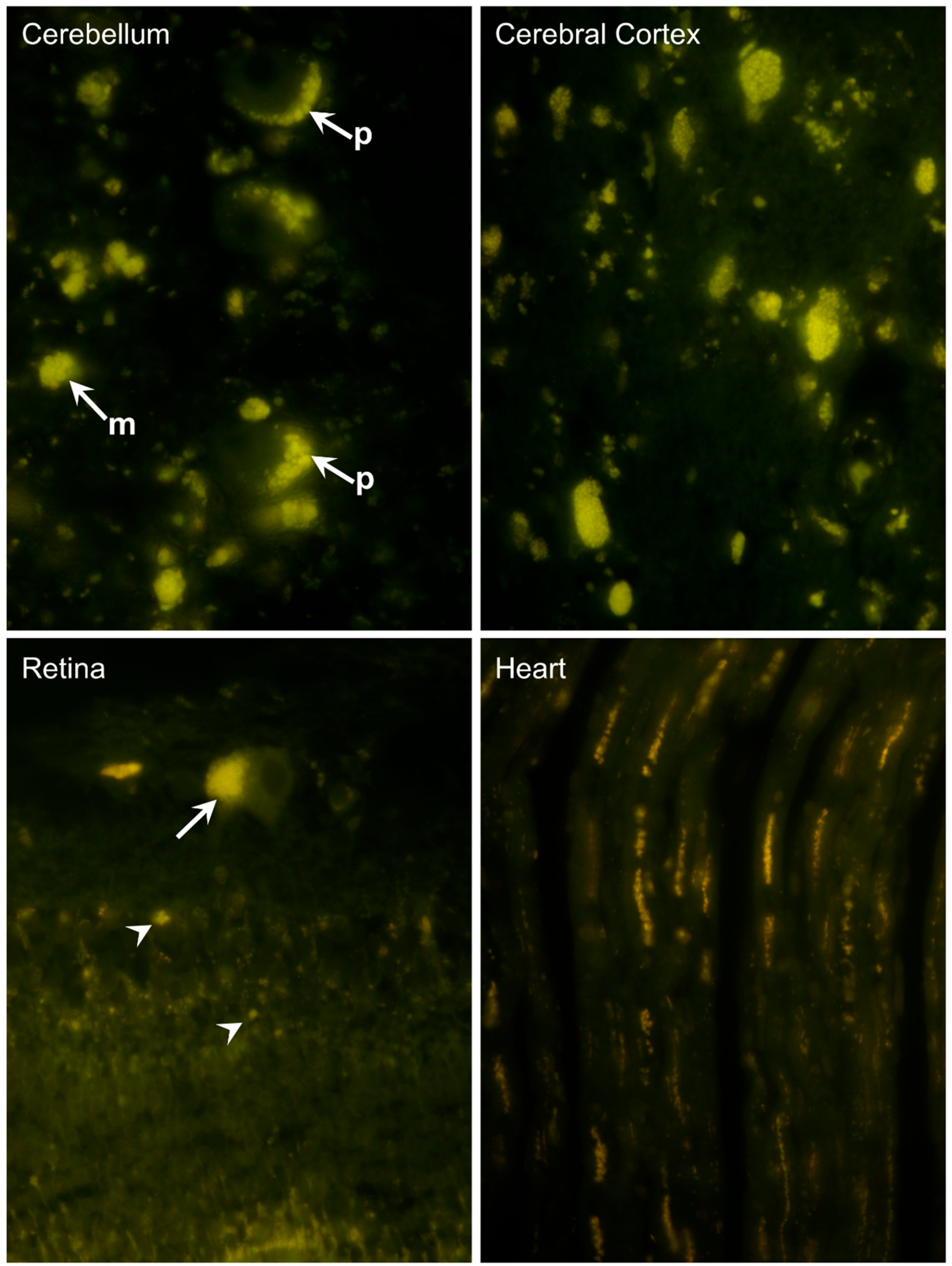 Preprints 181947 g006