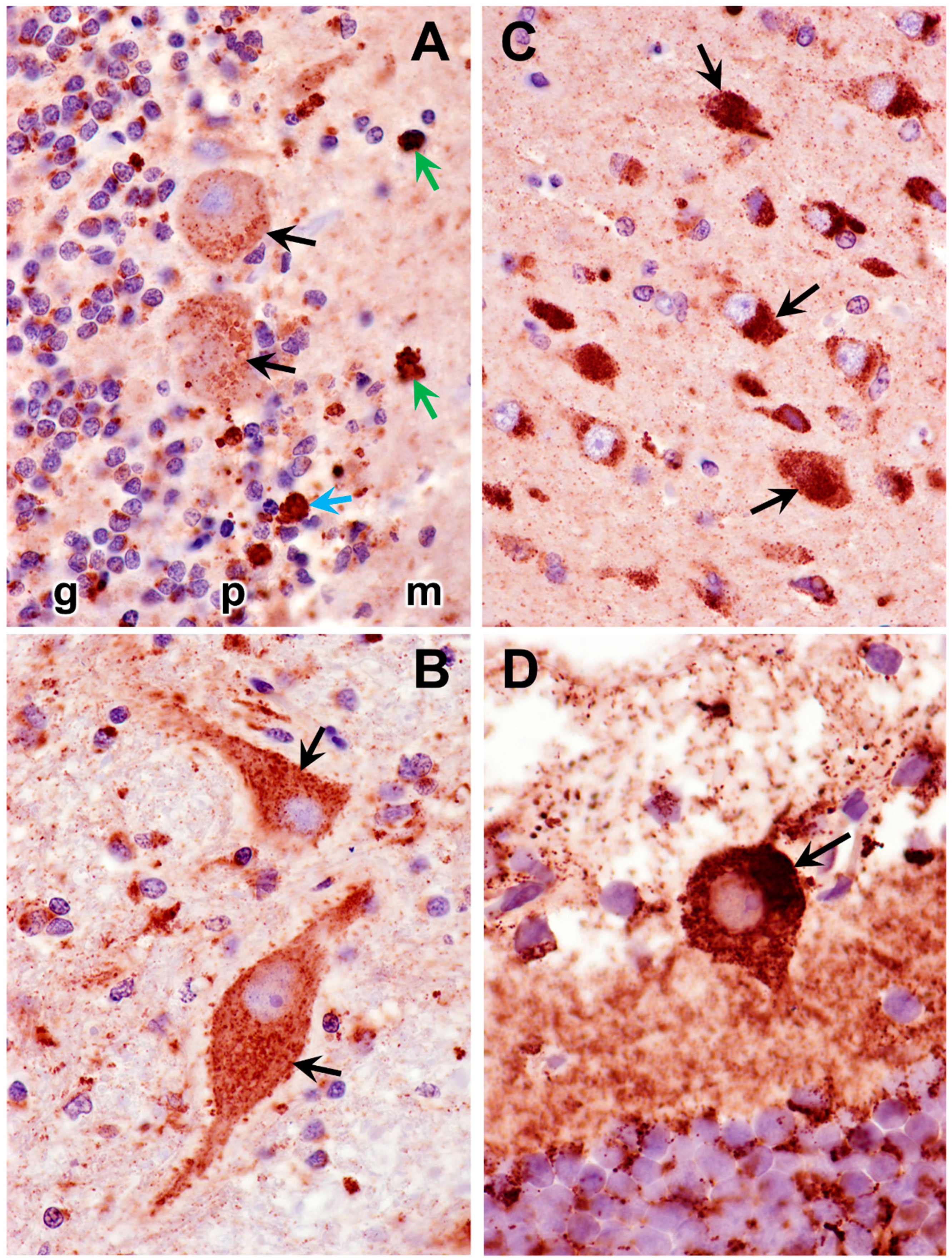 Preprints 181947 g007