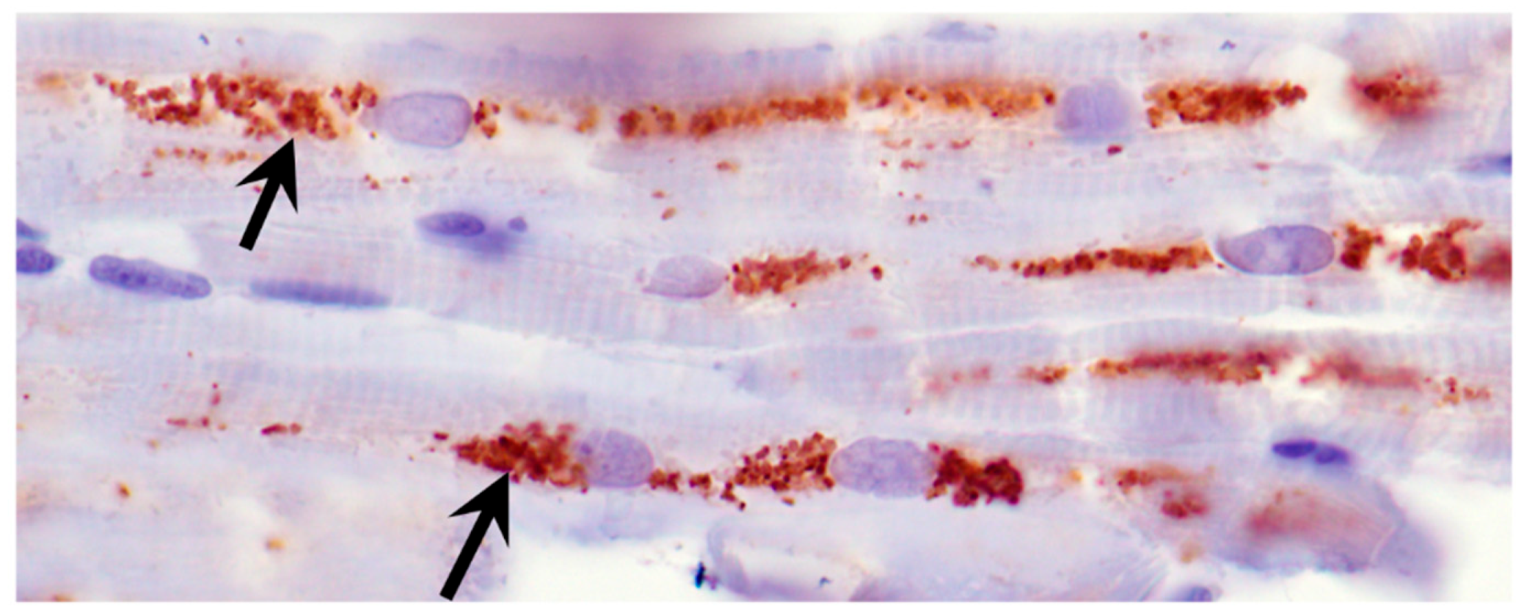 Preprints 181947 g008