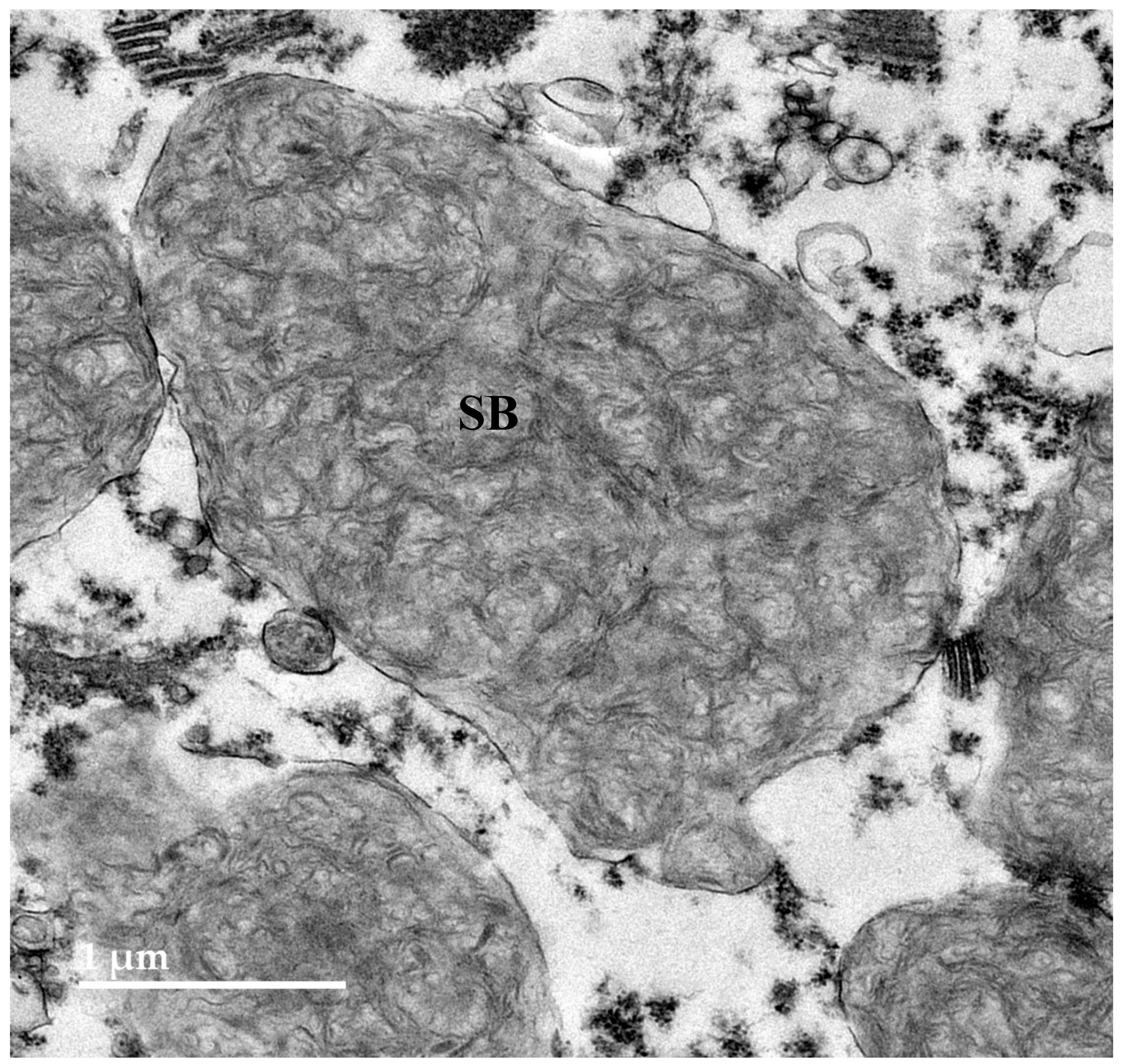 Preprints 181947 g009