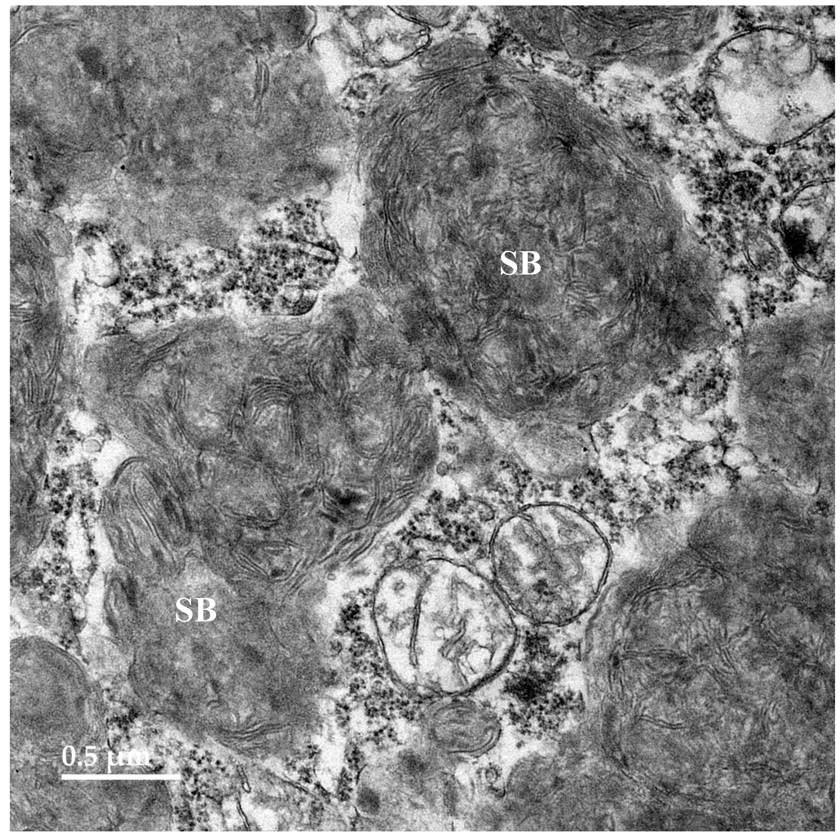 Preprints 181947 g010