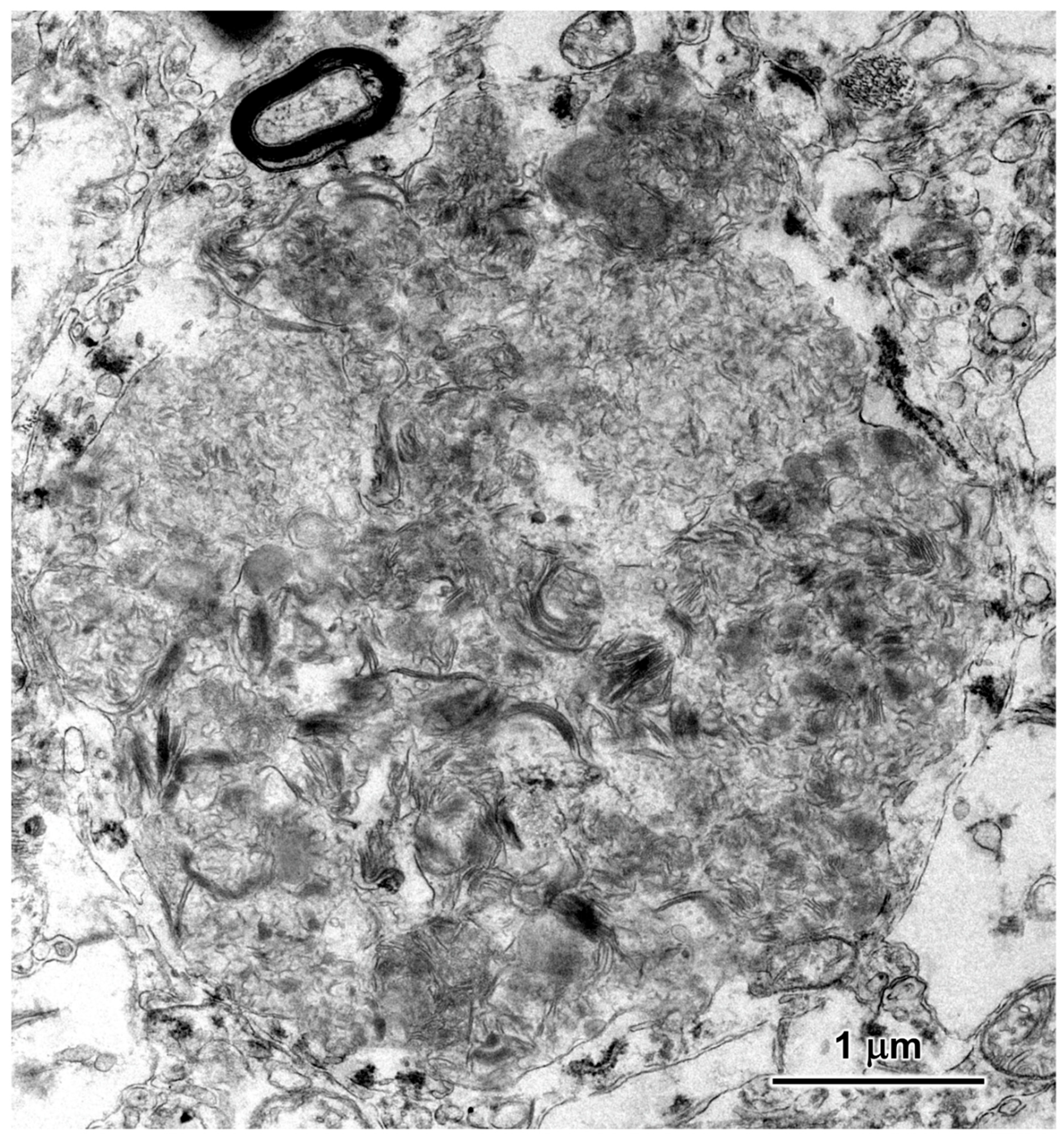 Preprints 181947 g011