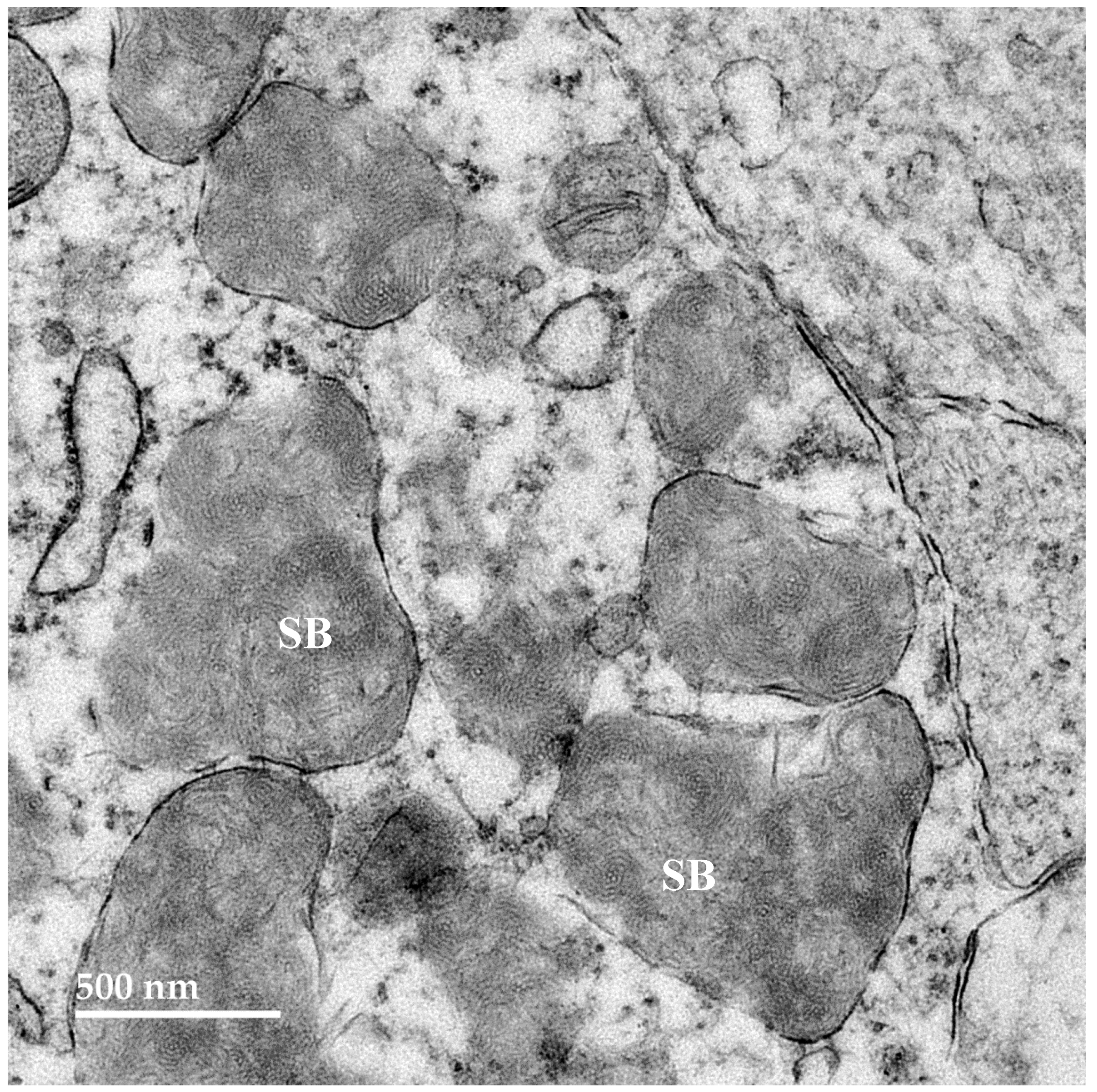 Preprints 181947 g012