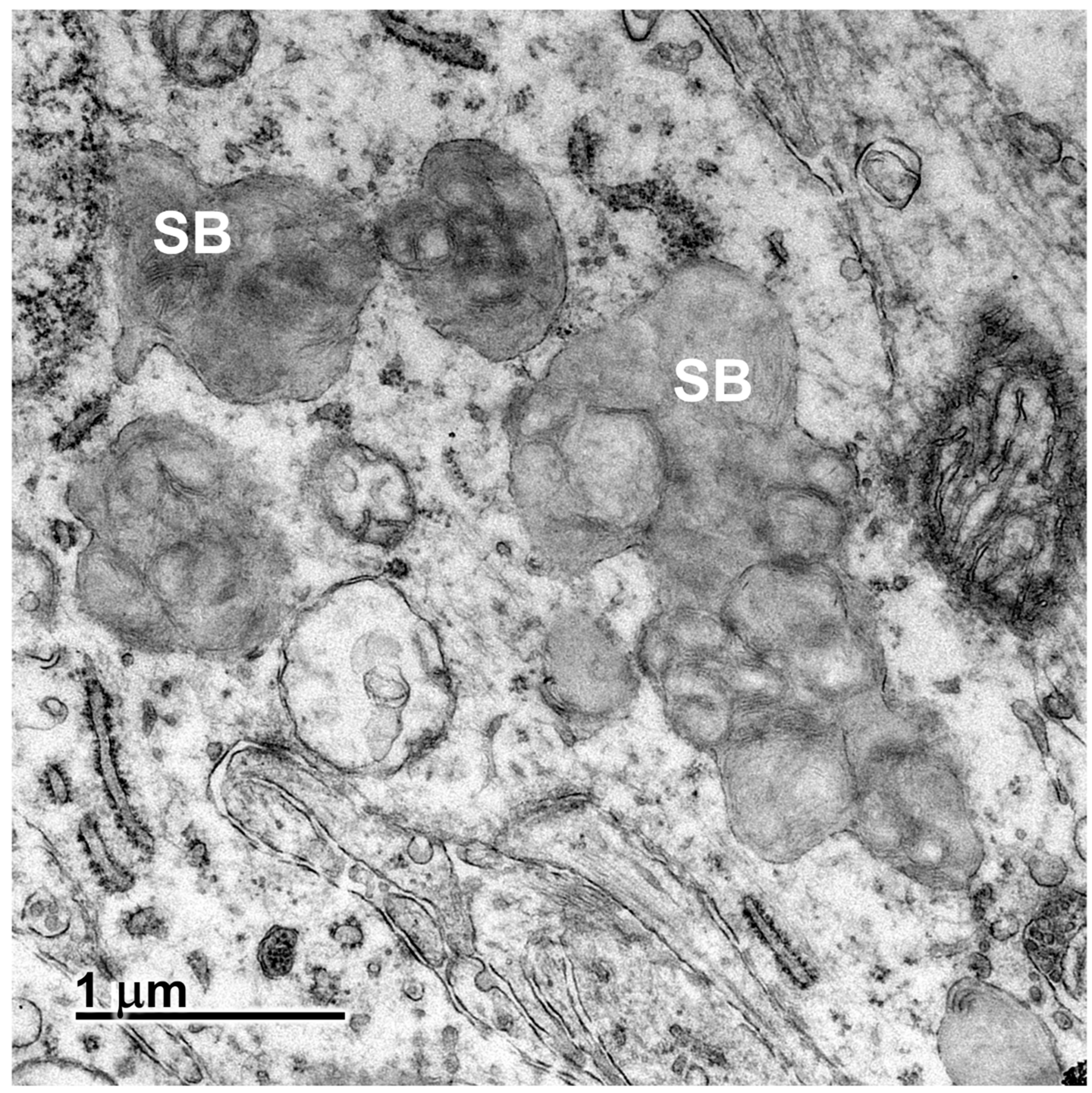 Preprints 181947 g013